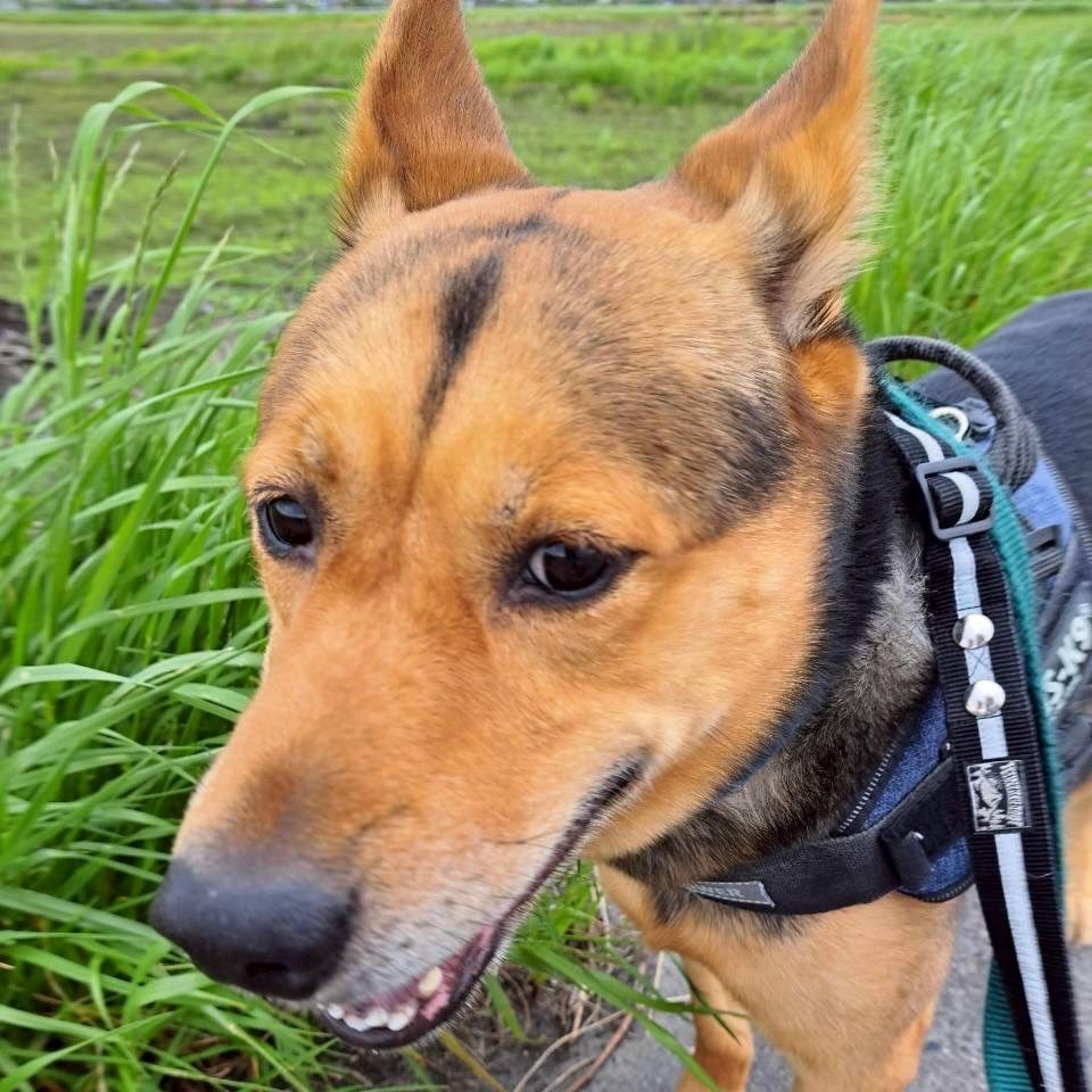 pet-image-3