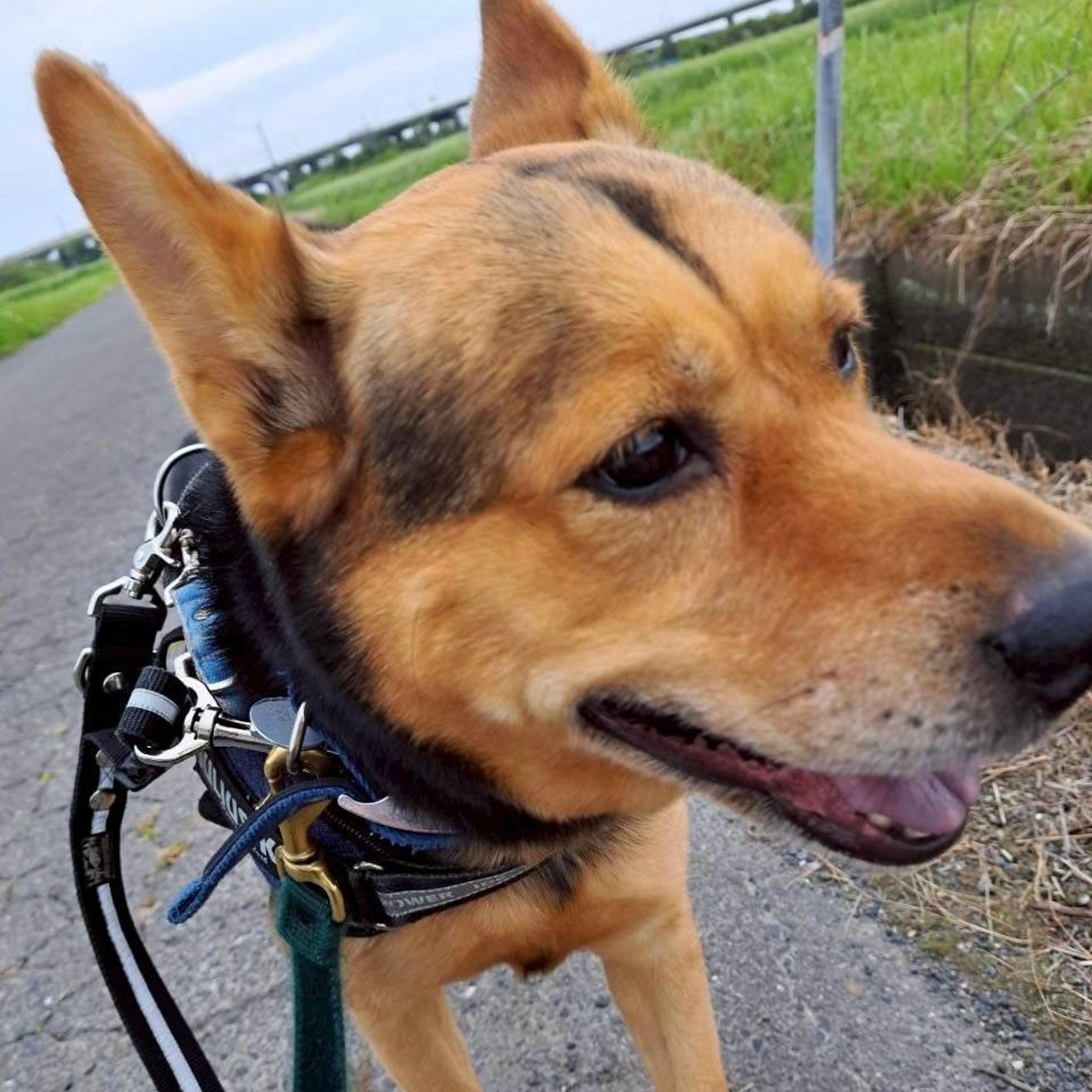 pet-image-5