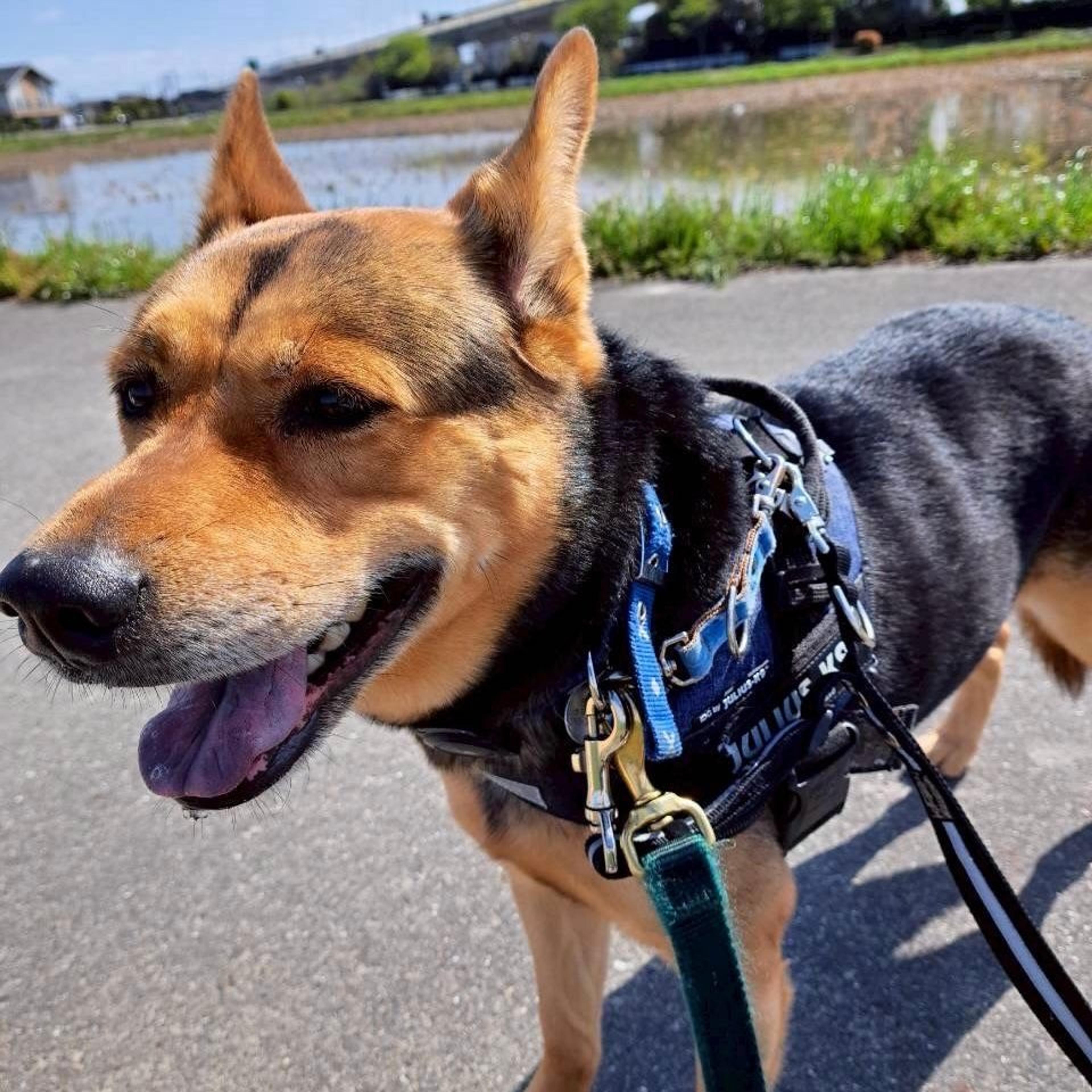pet-image-6