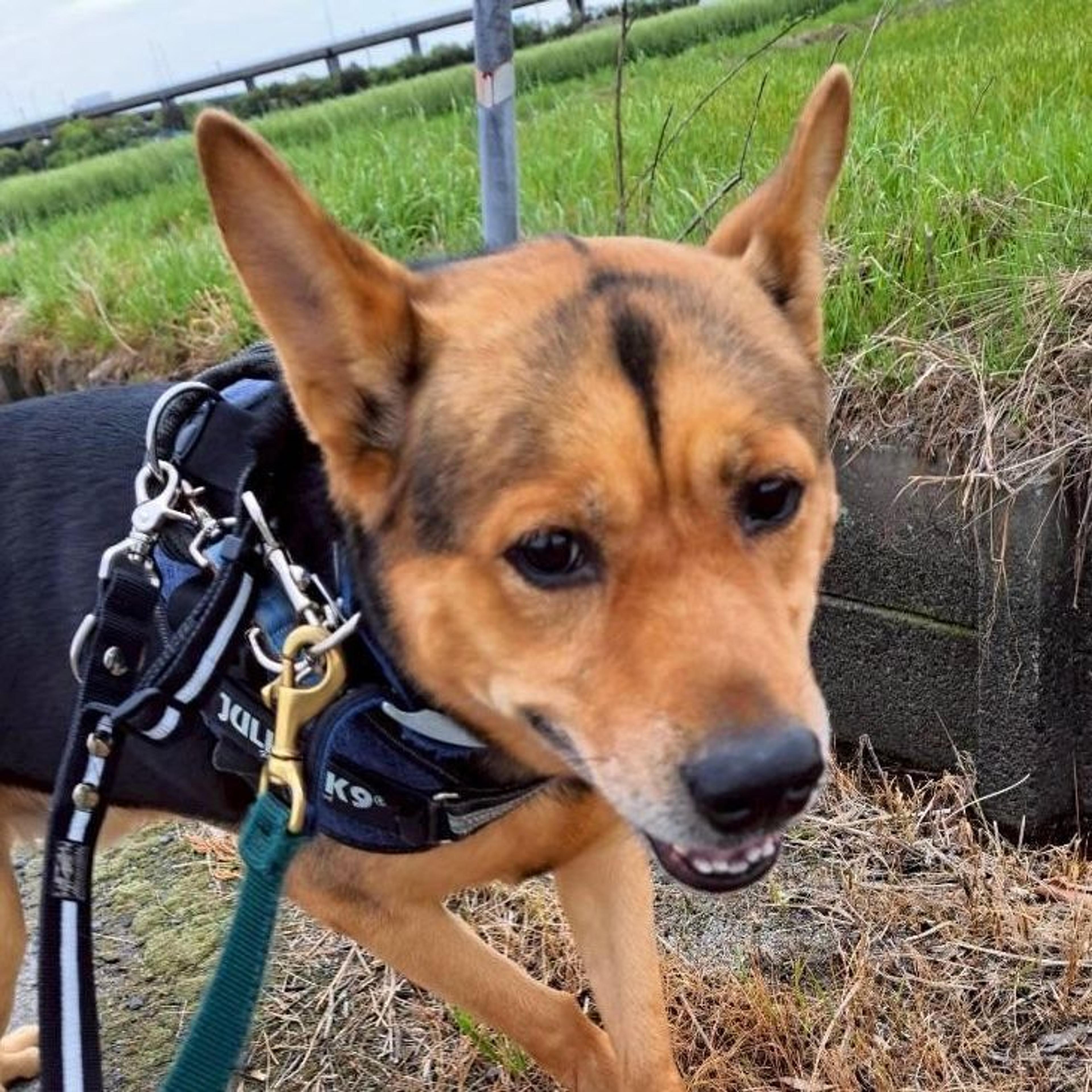 pet-image-7