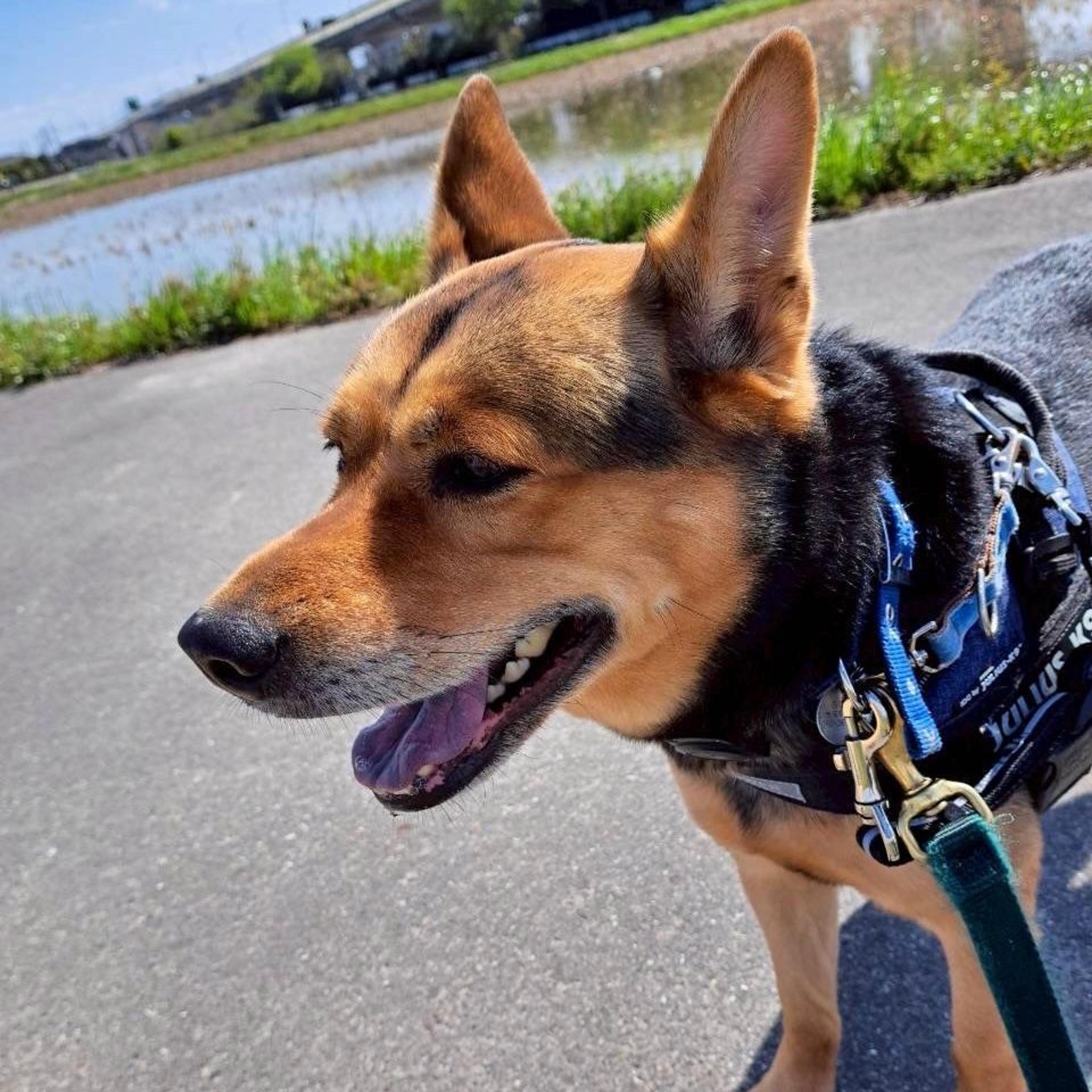 pet-image-8