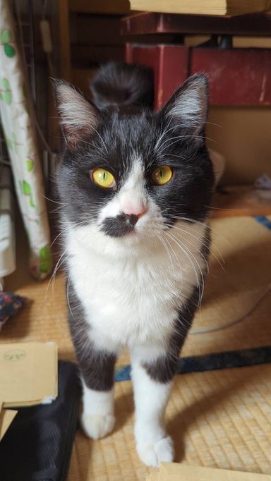 雑種（ミックス猫）・オスの里親募集の写真