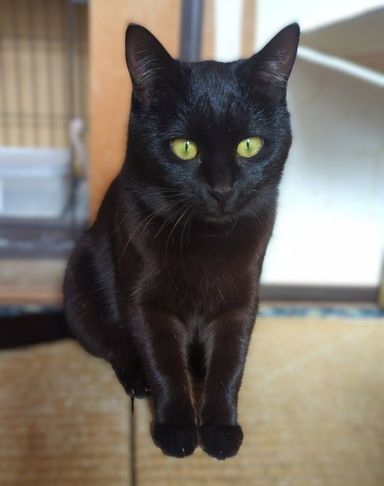 雑種（ミックス猫）・メスの里親募集の写真