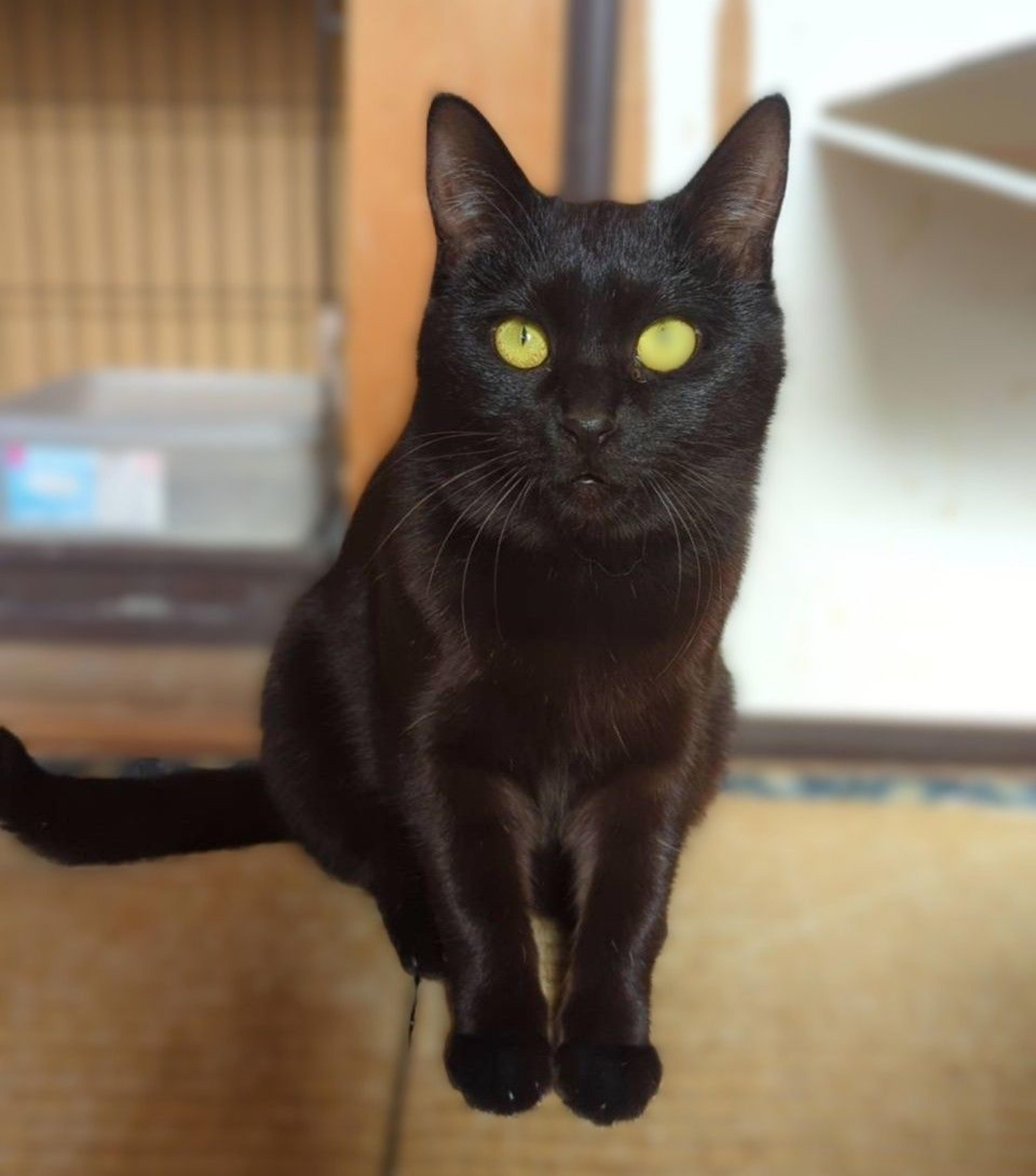 pet-image-2
