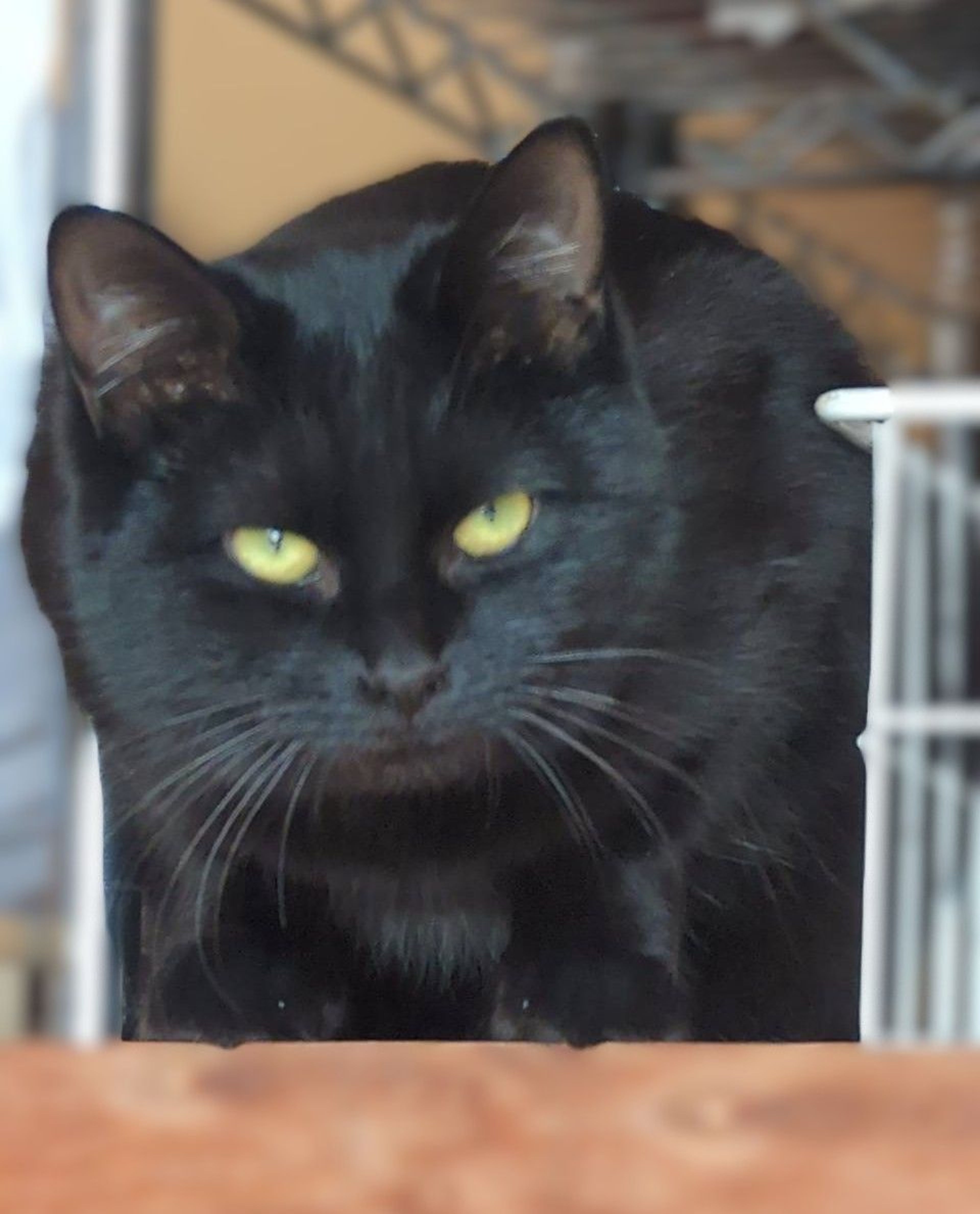 雑種（ミックス猫）・メスの里親募集の写真