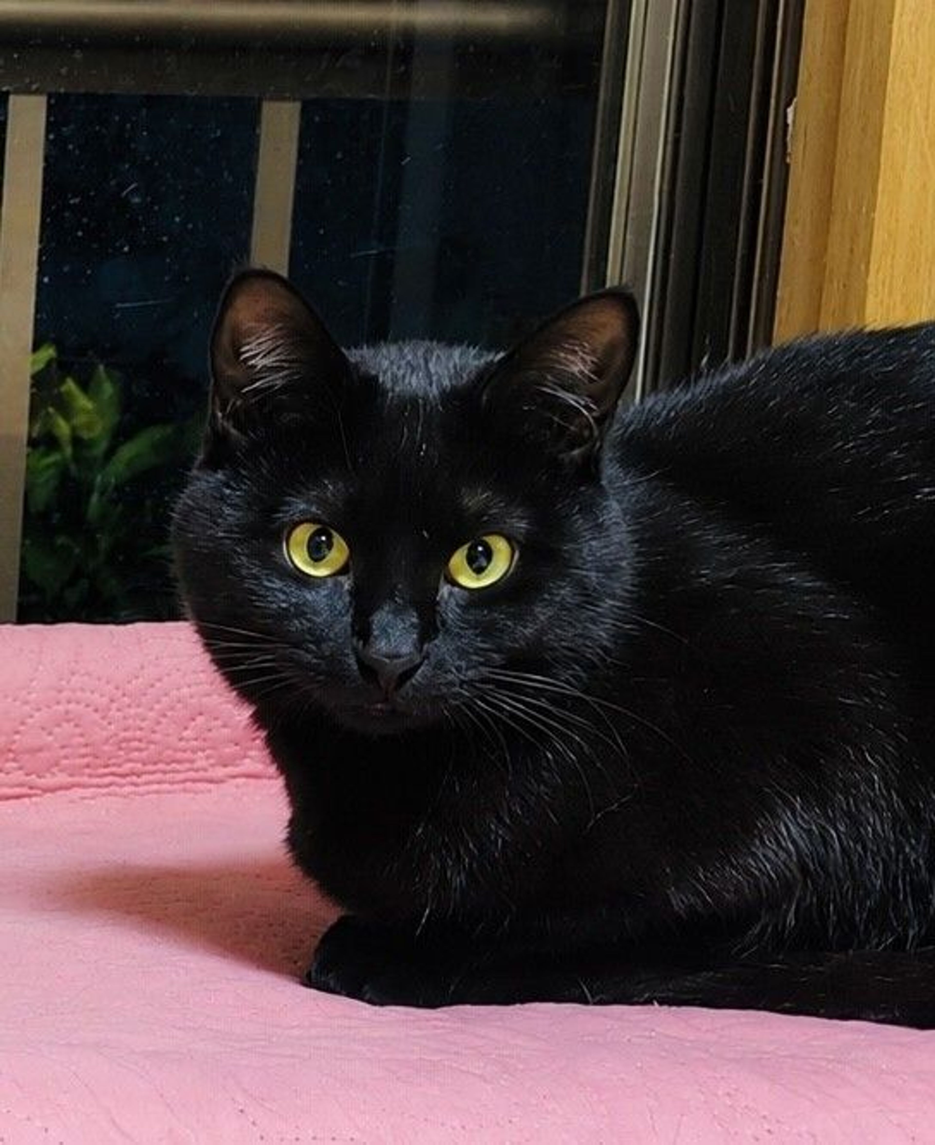 雑種（ミックス猫）・メスの里親募集の写真