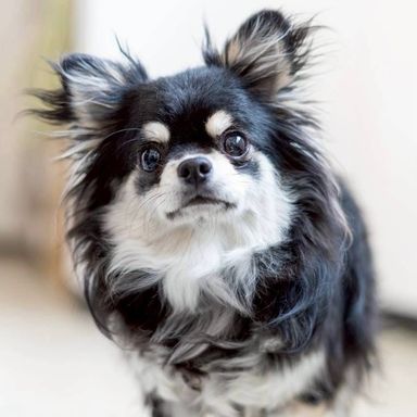 チワワ・オスの里親募集の写真