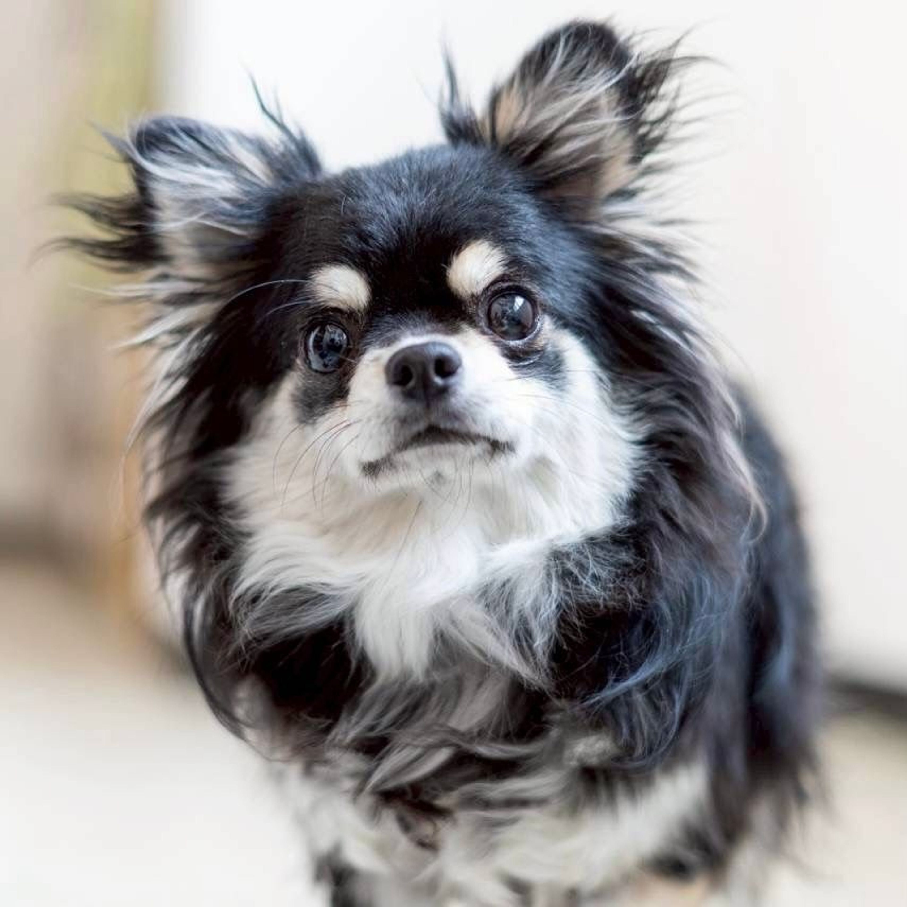 チワワ・オスの里親募集の写真