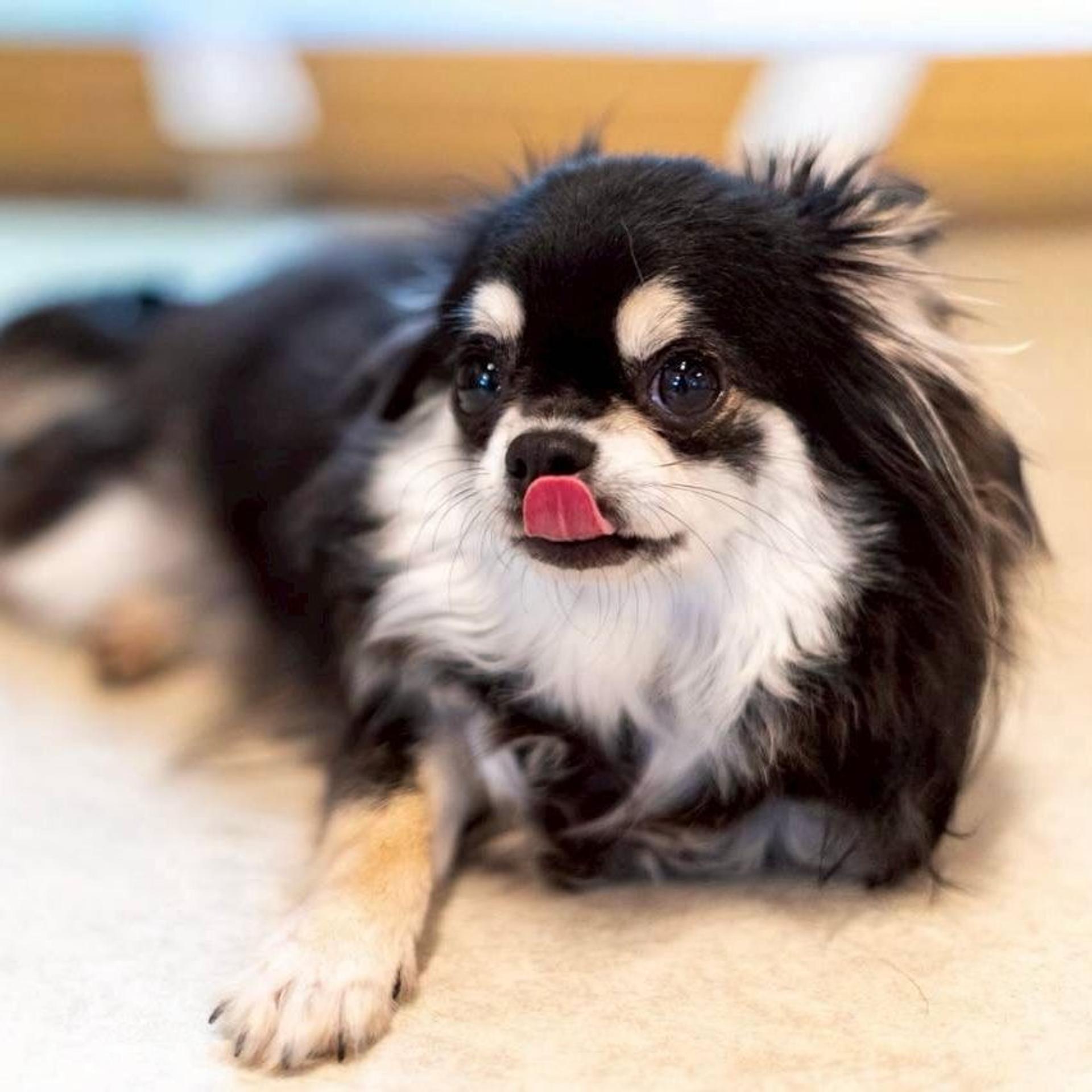 pet-image-3