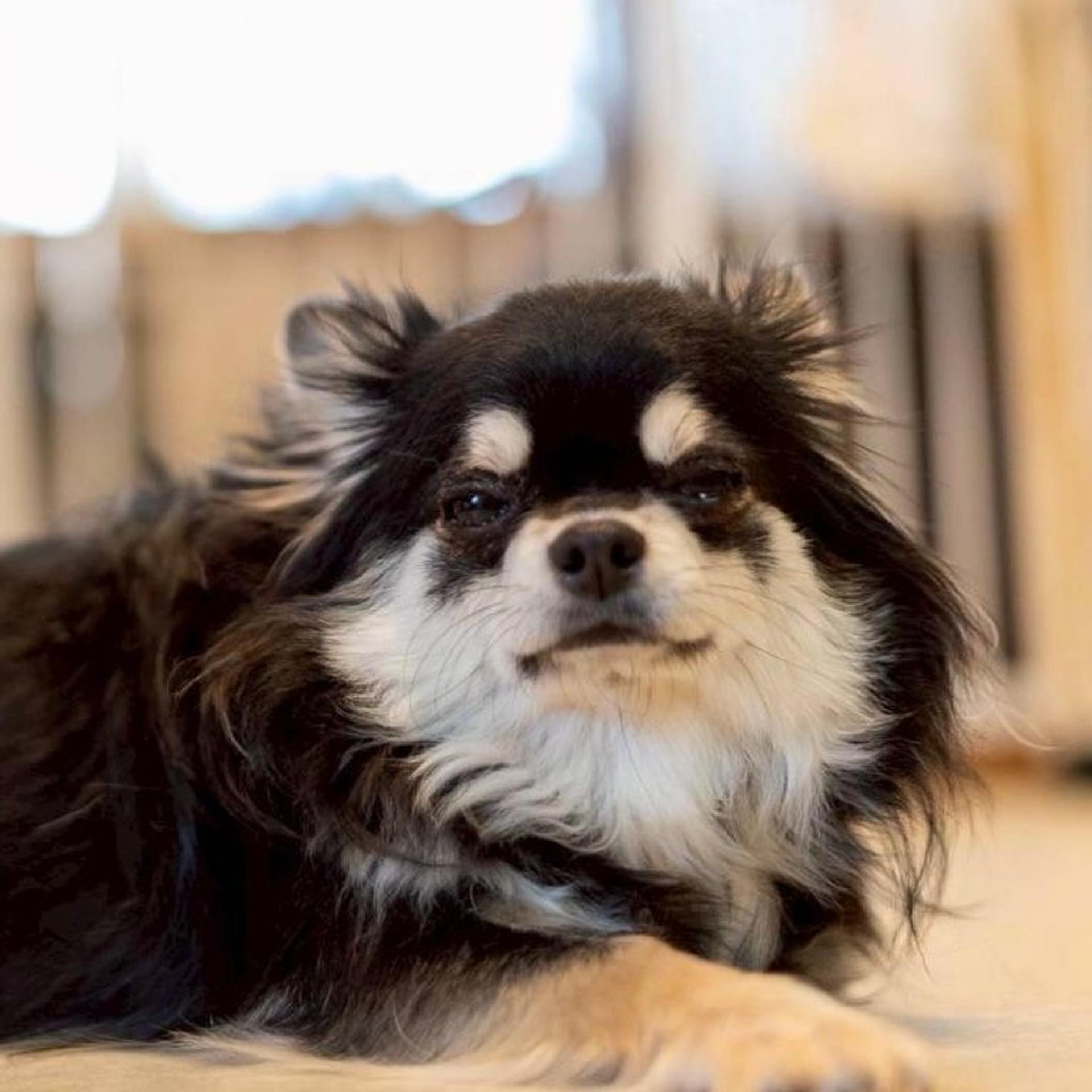 pet-image-4
