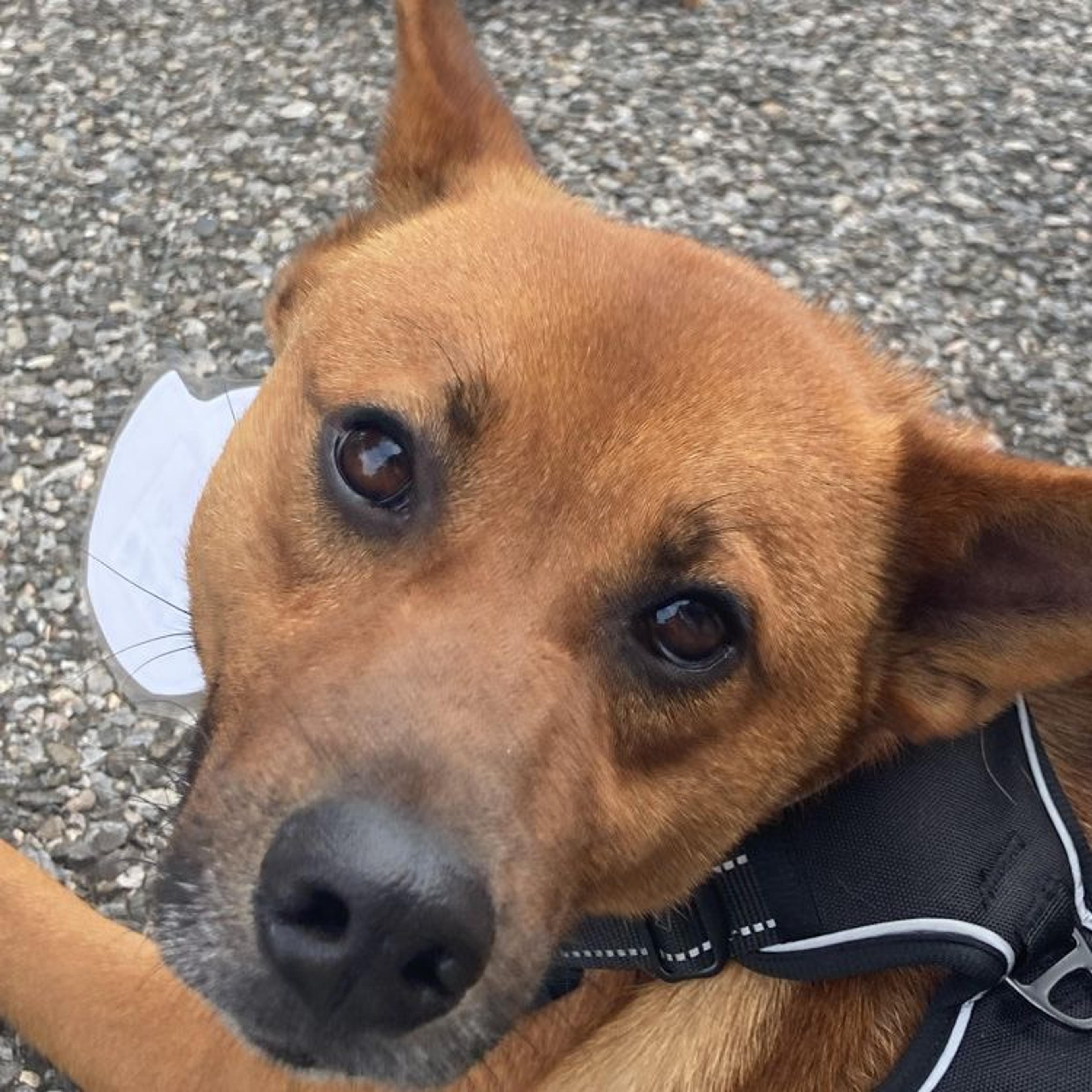 pet-image-2