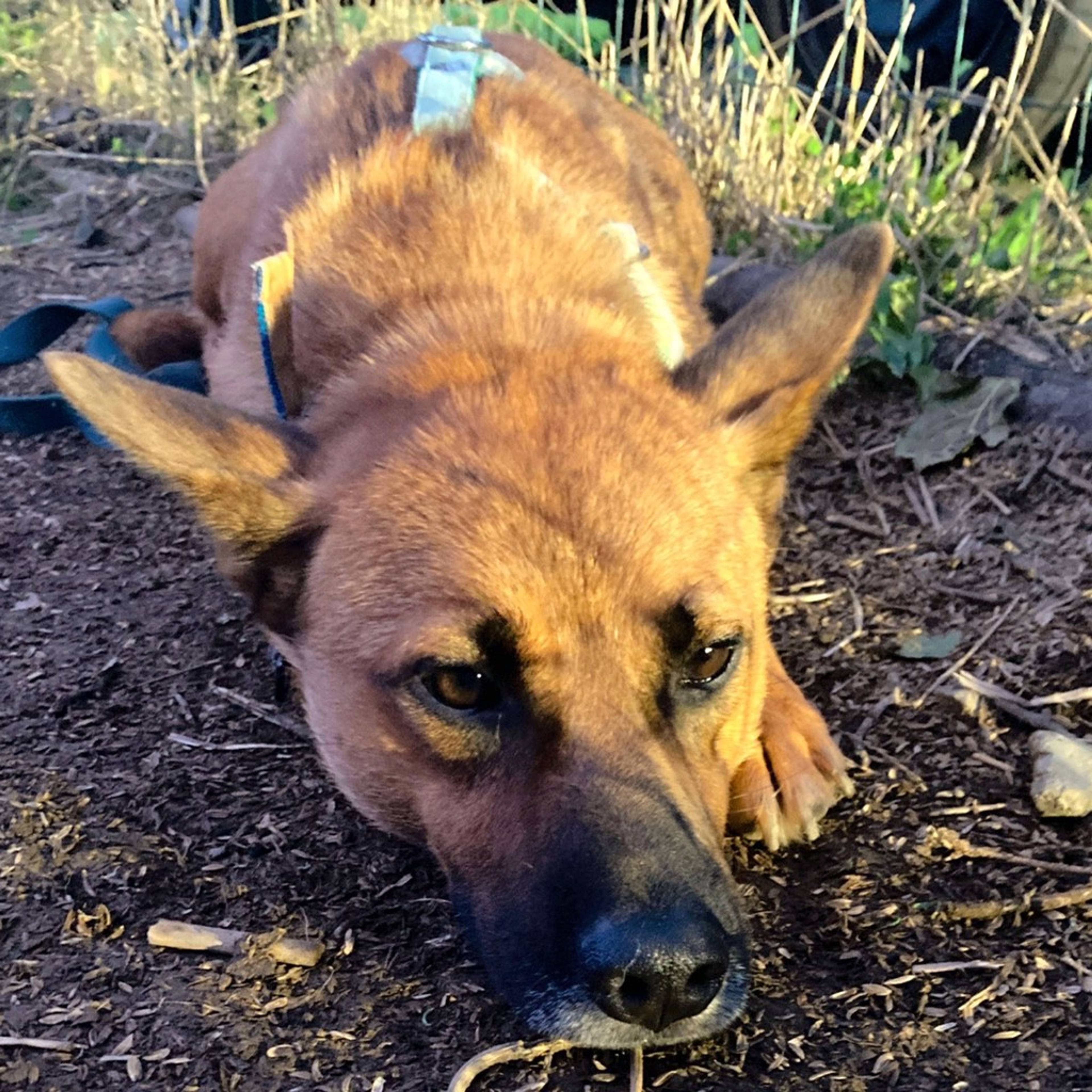 雑種（ミックス犬）・オスの里親募集の写真