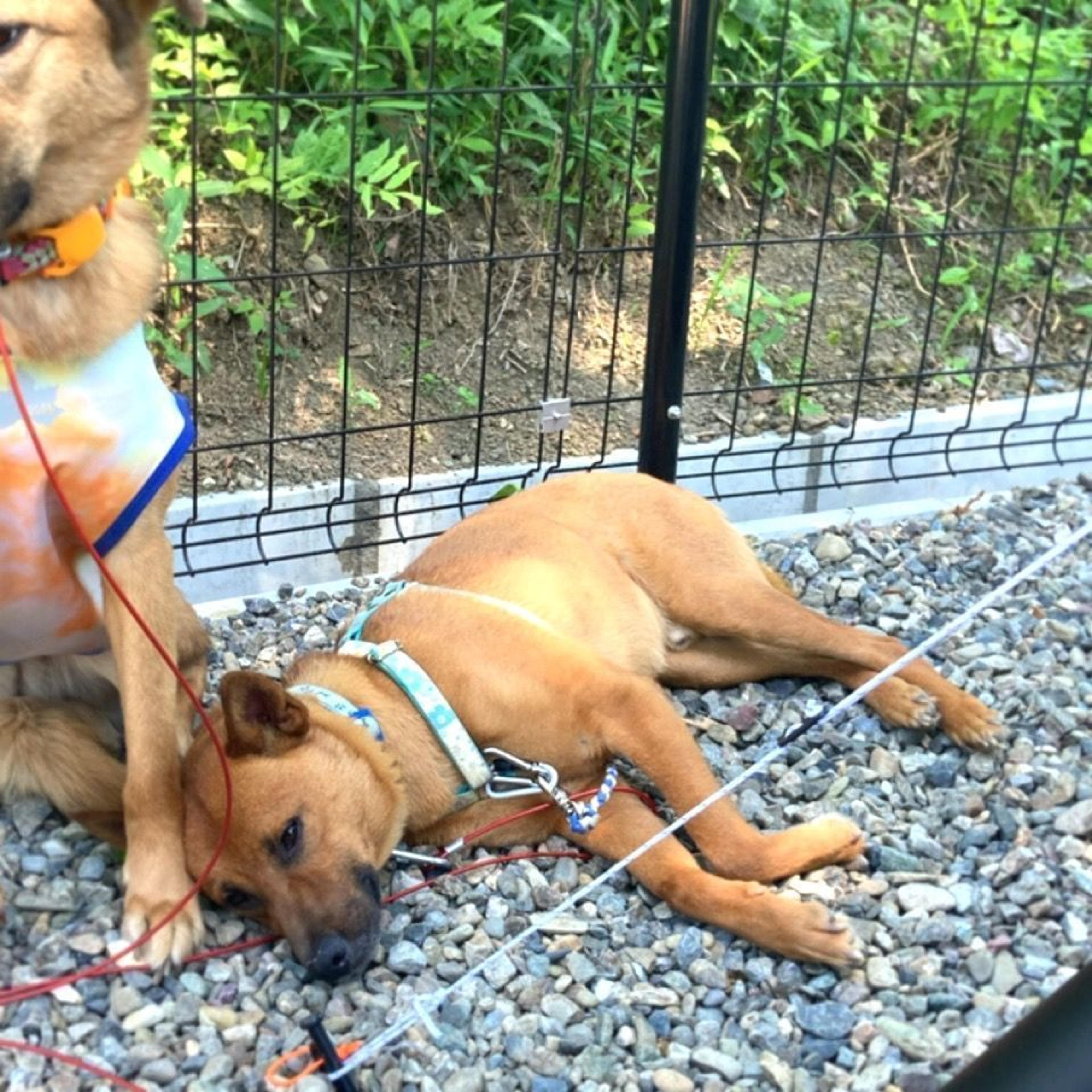 pet-image-5