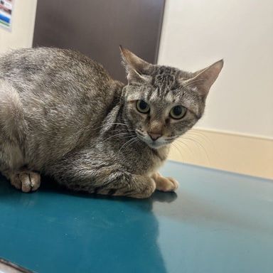 雑種（ミックス猫）・メスの里親募集の写真