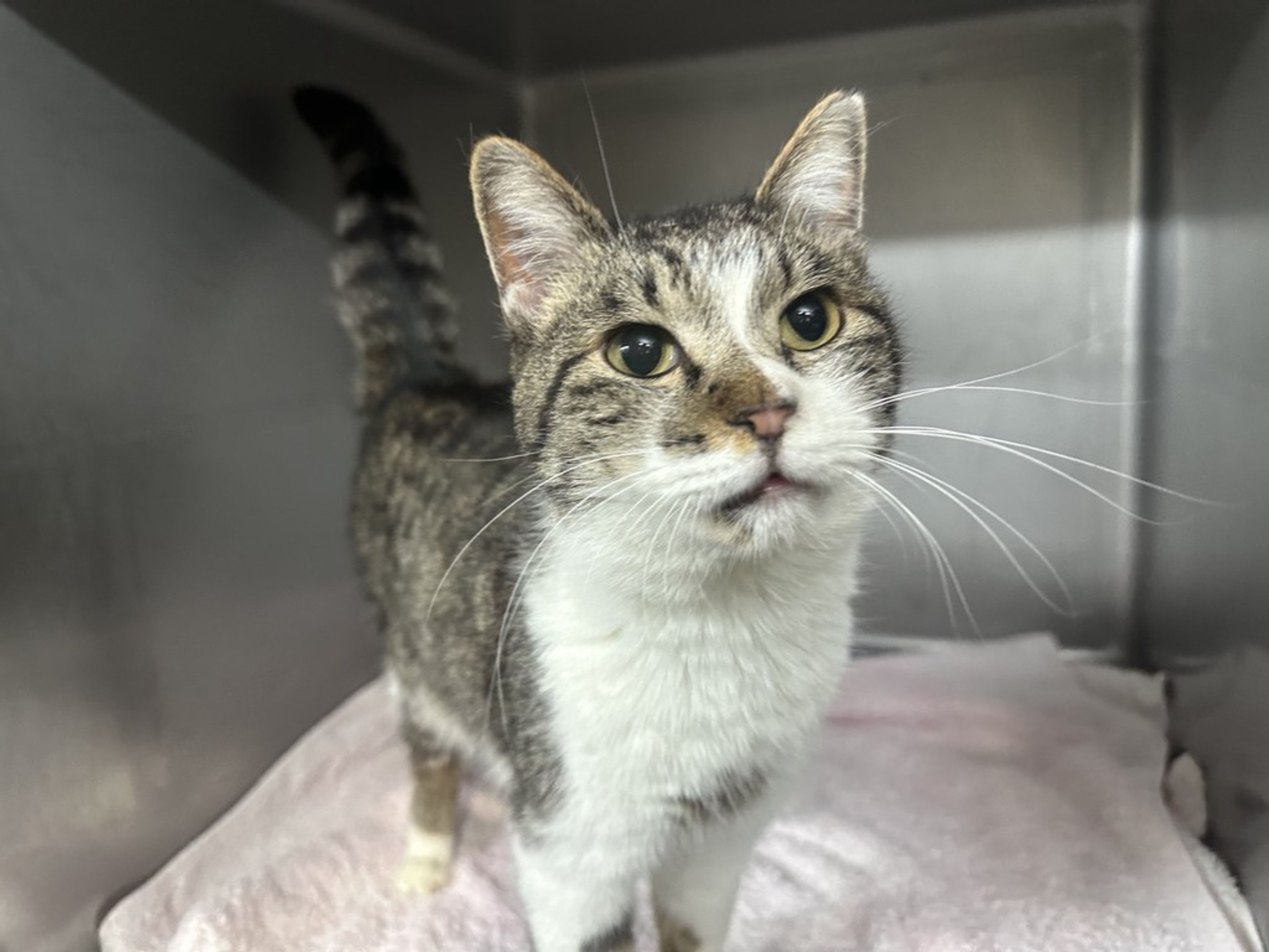 雑種（ミックス猫）・メスの里親募集の写真