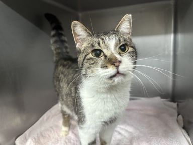 雑種（ミックス猫）・オスの里親募集の写真