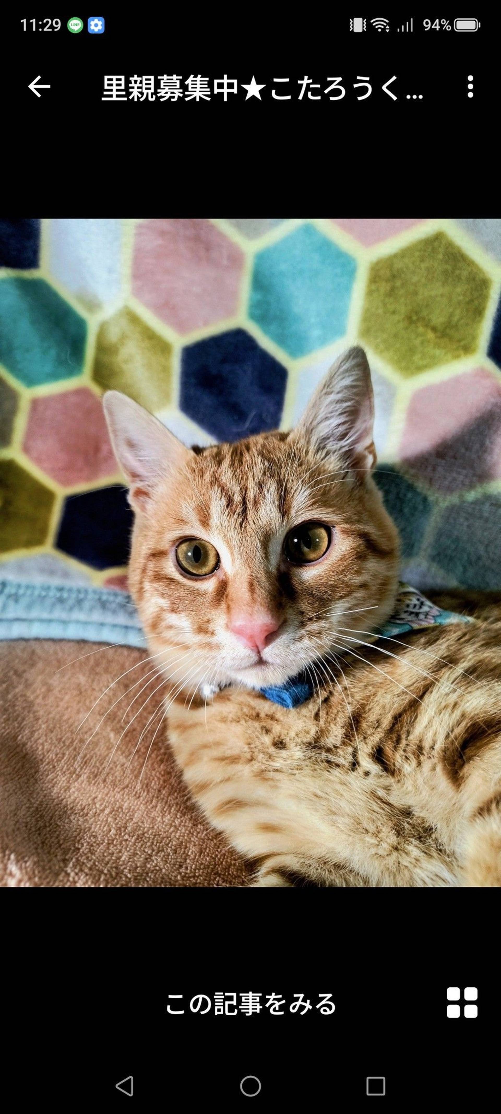 雑種（ミックス猫）・オスの里親募集の写真