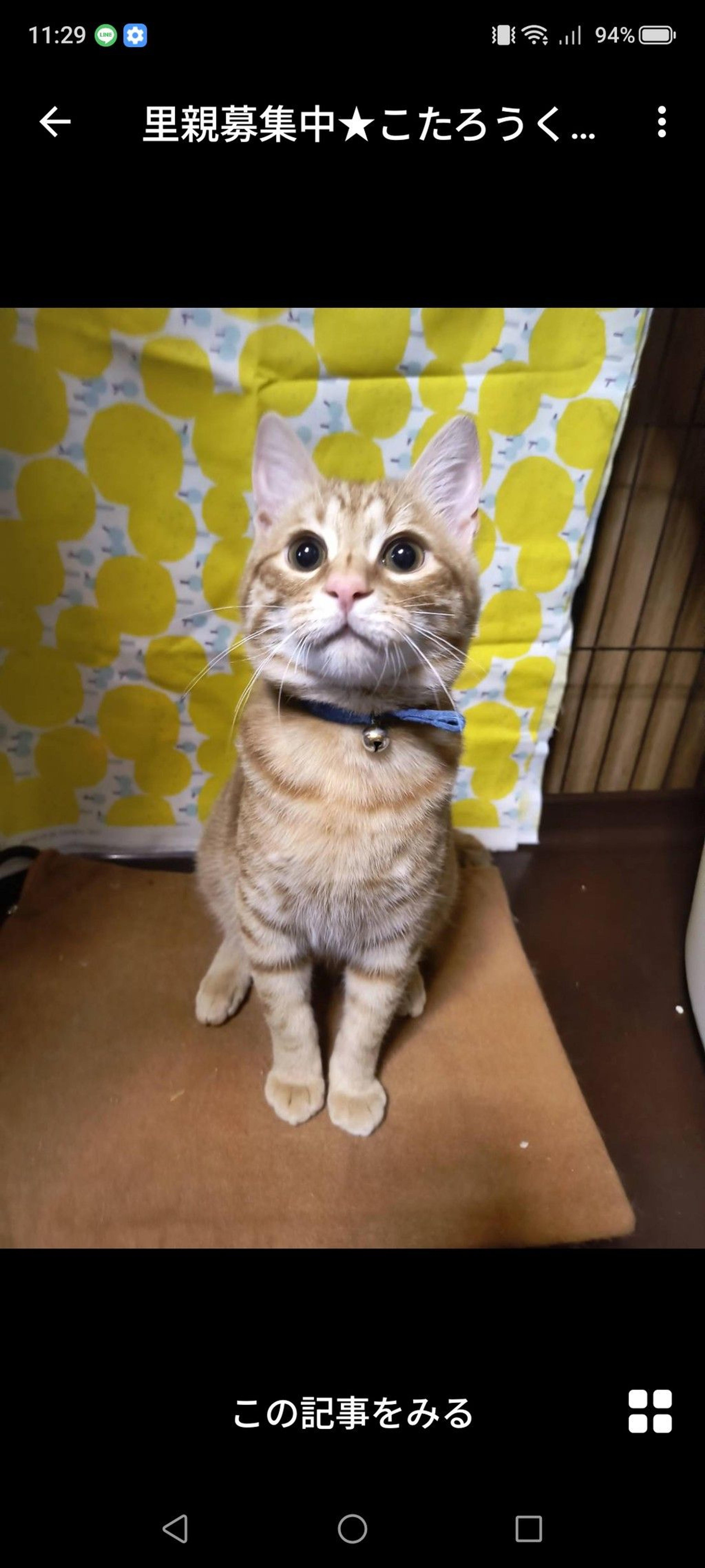 pet-image-2
