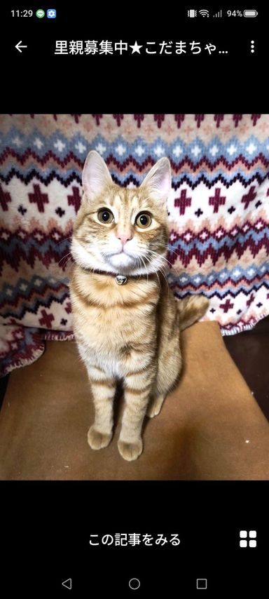 雑種（ミックス猫）・メスの里親募集の写真