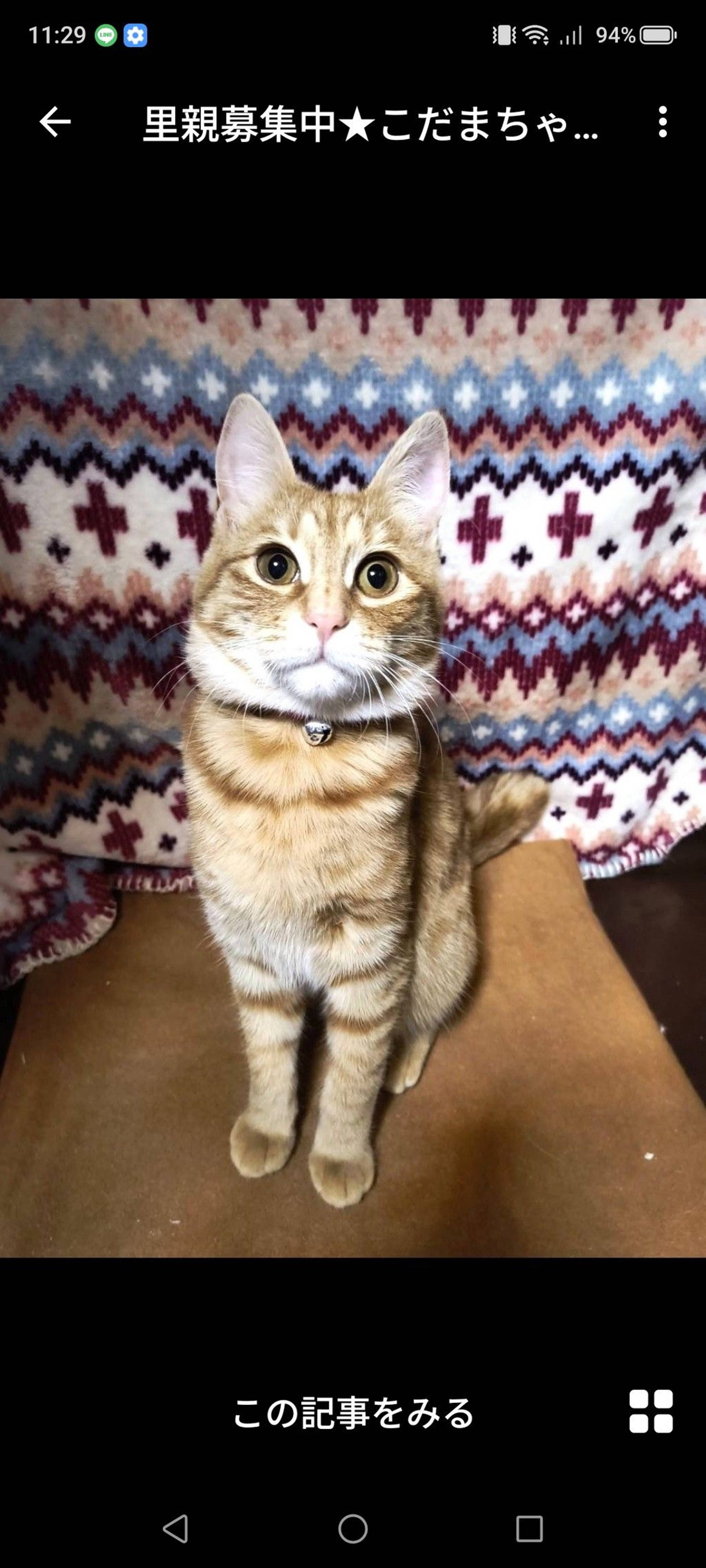 雑種（ミックス猫）・メスの里親募集の写真