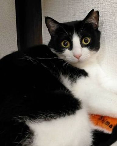 雑種（ミックス猫）・メスの里親募集の写真