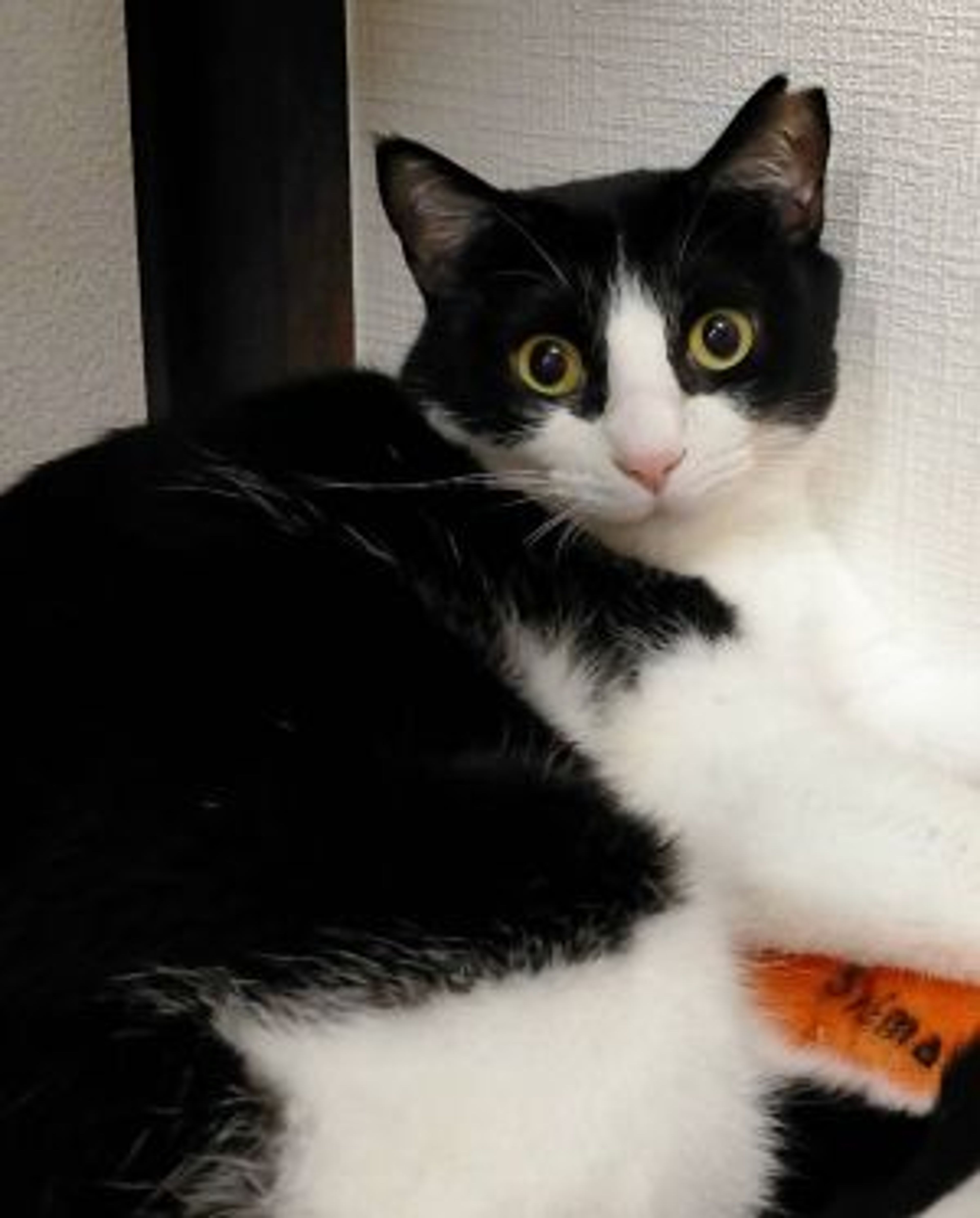 雑種（ミックス猫）・メスの里親募集の写真