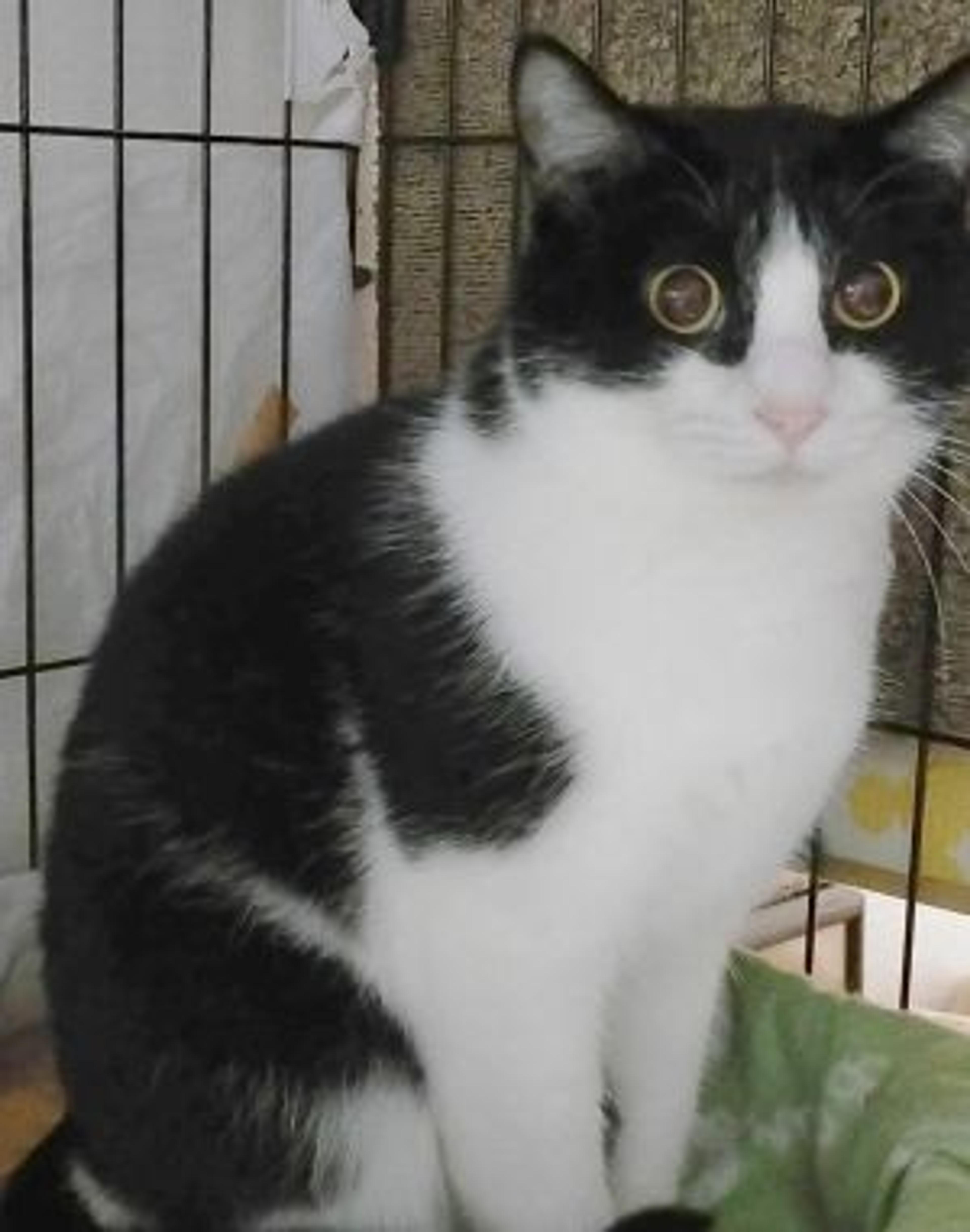 pet-image-3