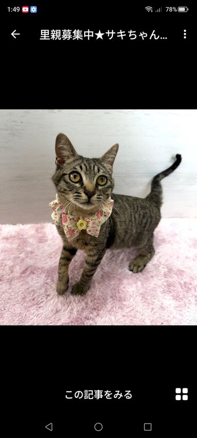 雑種（ミックス猫）・メスの里親募集の写真