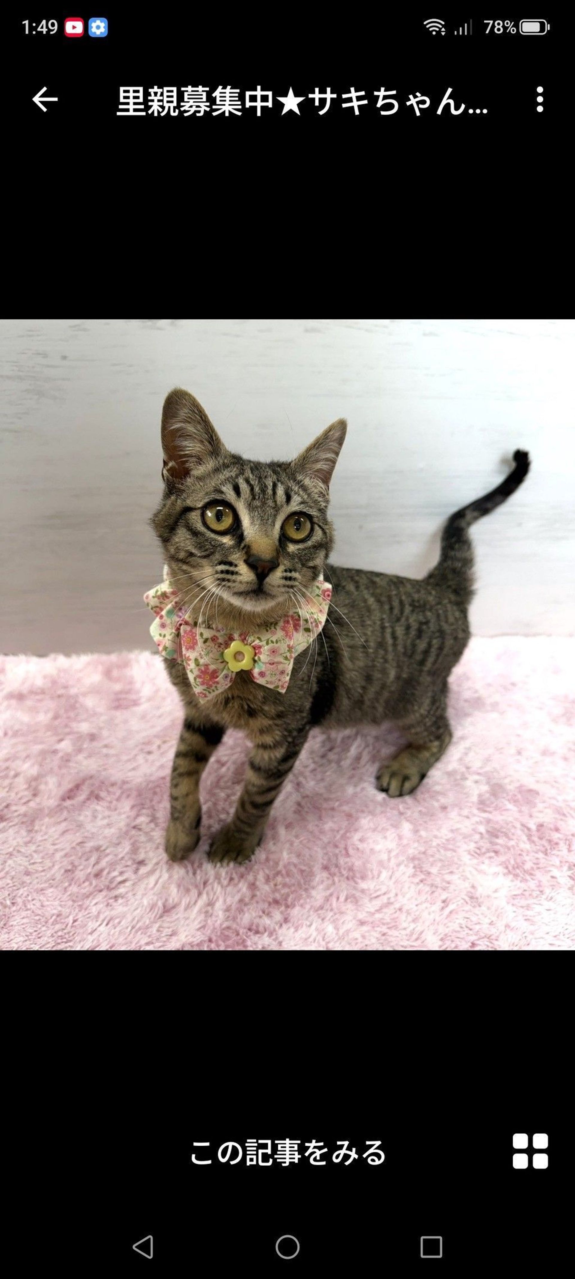 雑種（ミックス猫）・オスの里親募集の写真