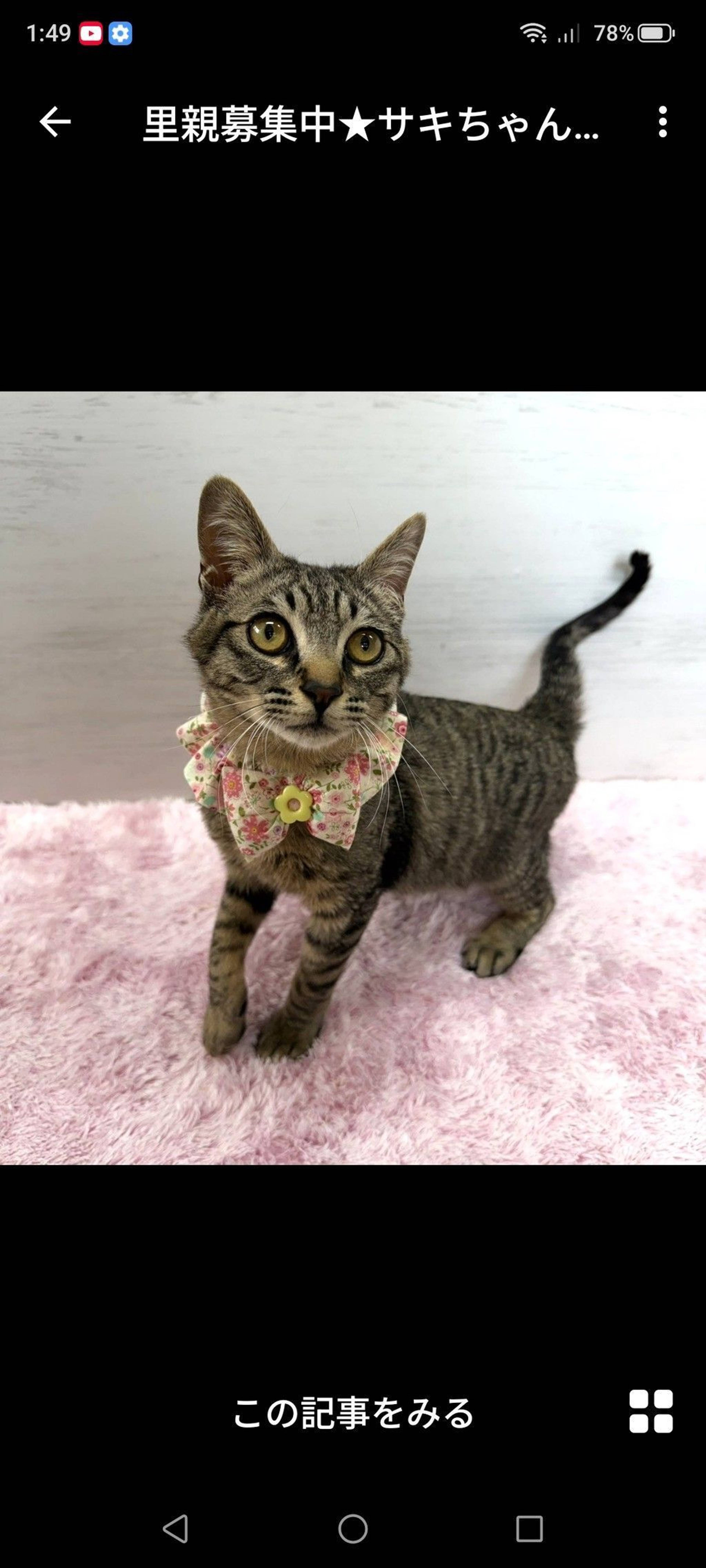 雑種（ミックス猫）・オスの里親募集の写真