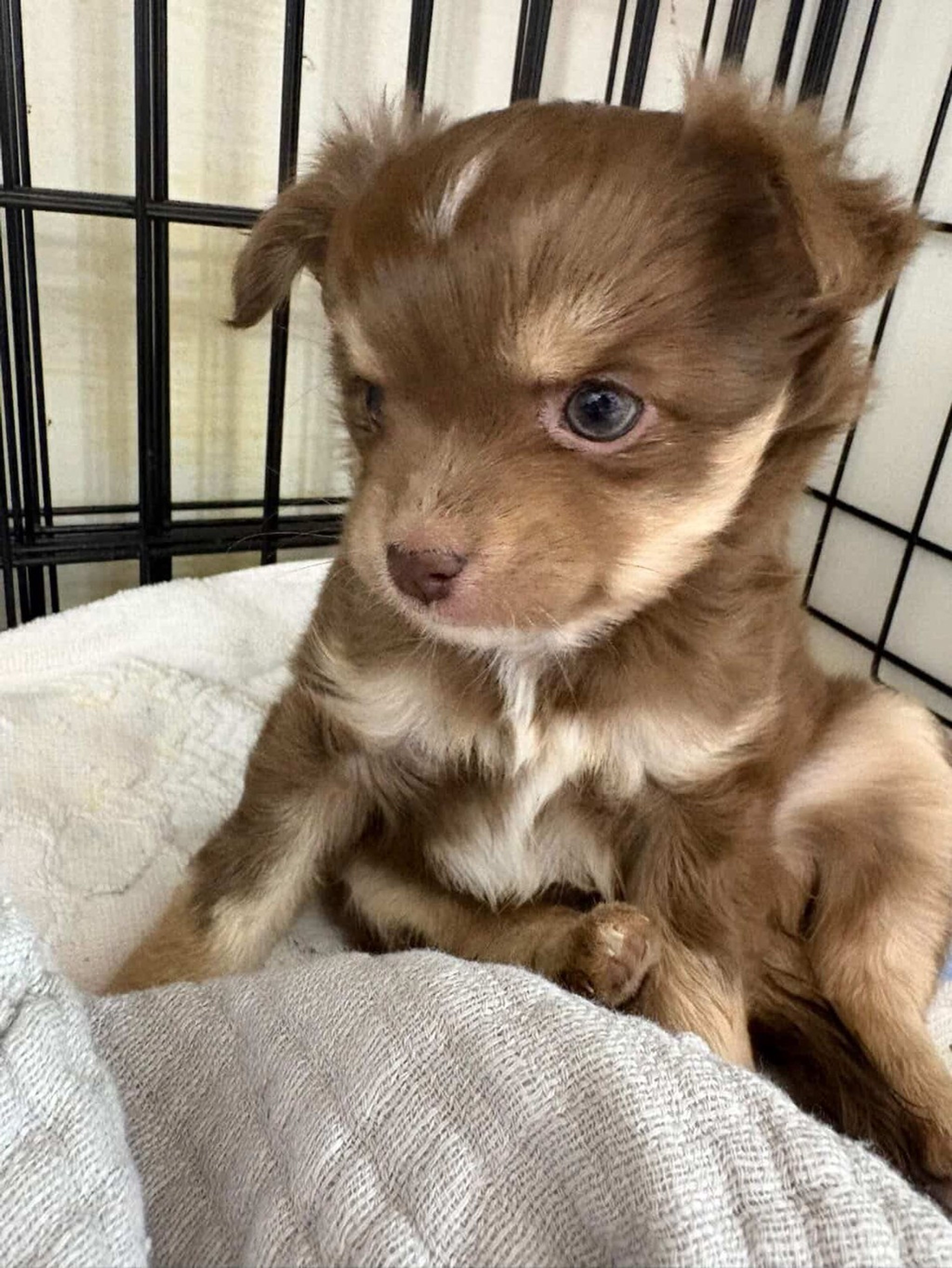 チワワ・メスの里親募集の写真