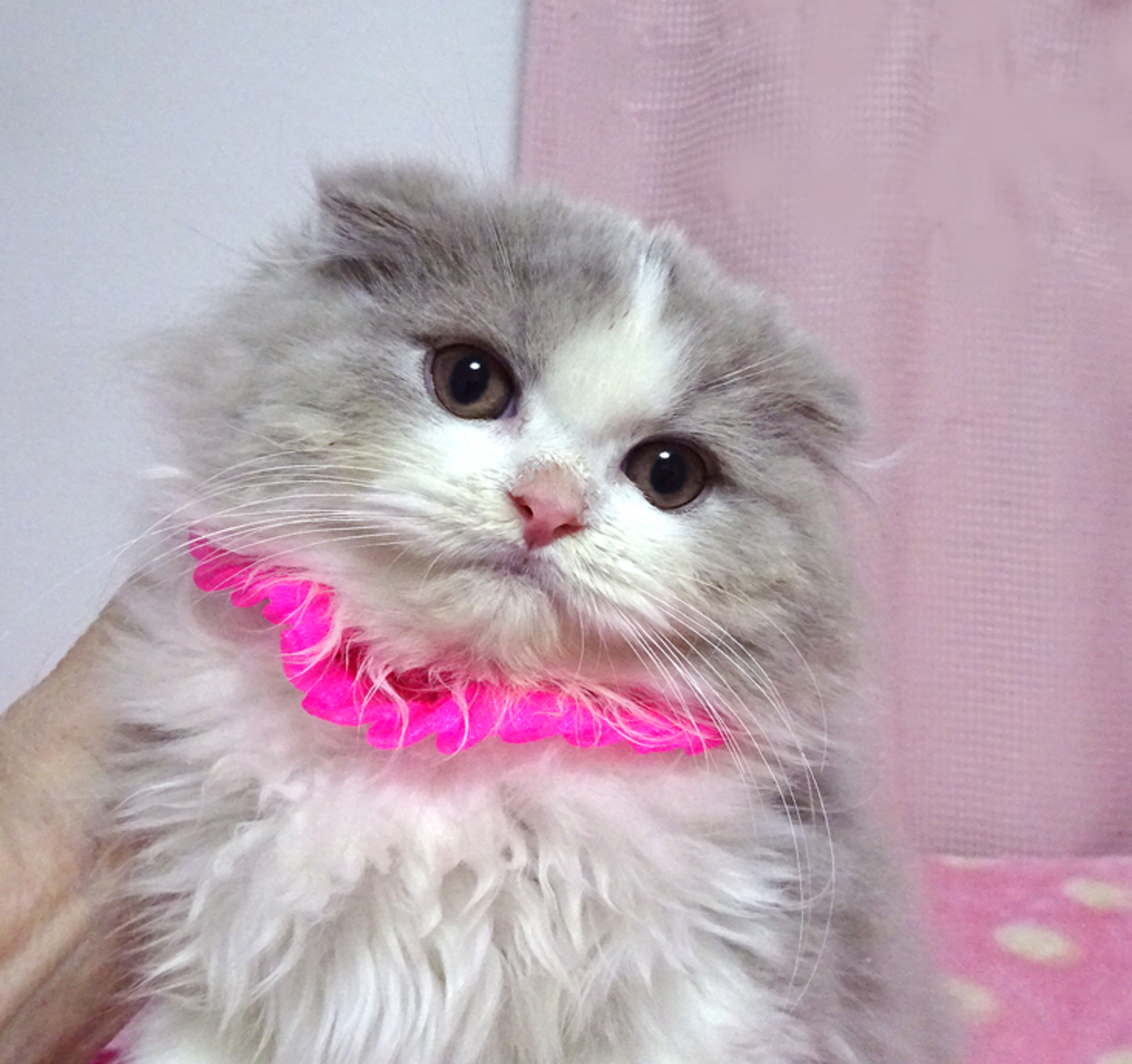 スコティッシュフォールド ・ロングヘア・メスの里親募集の写真