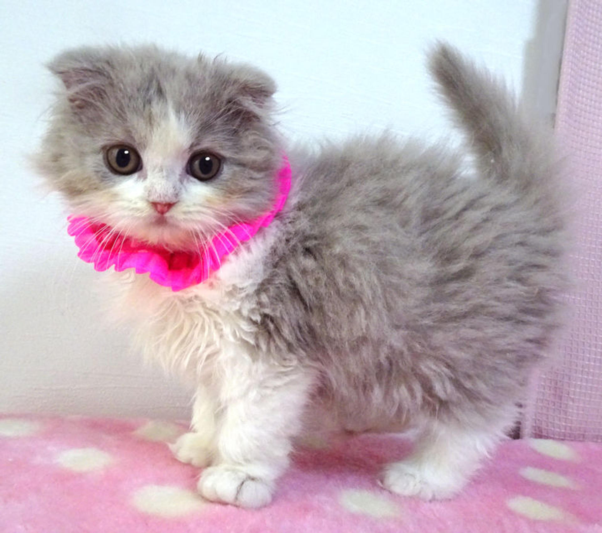 pet-image-4
