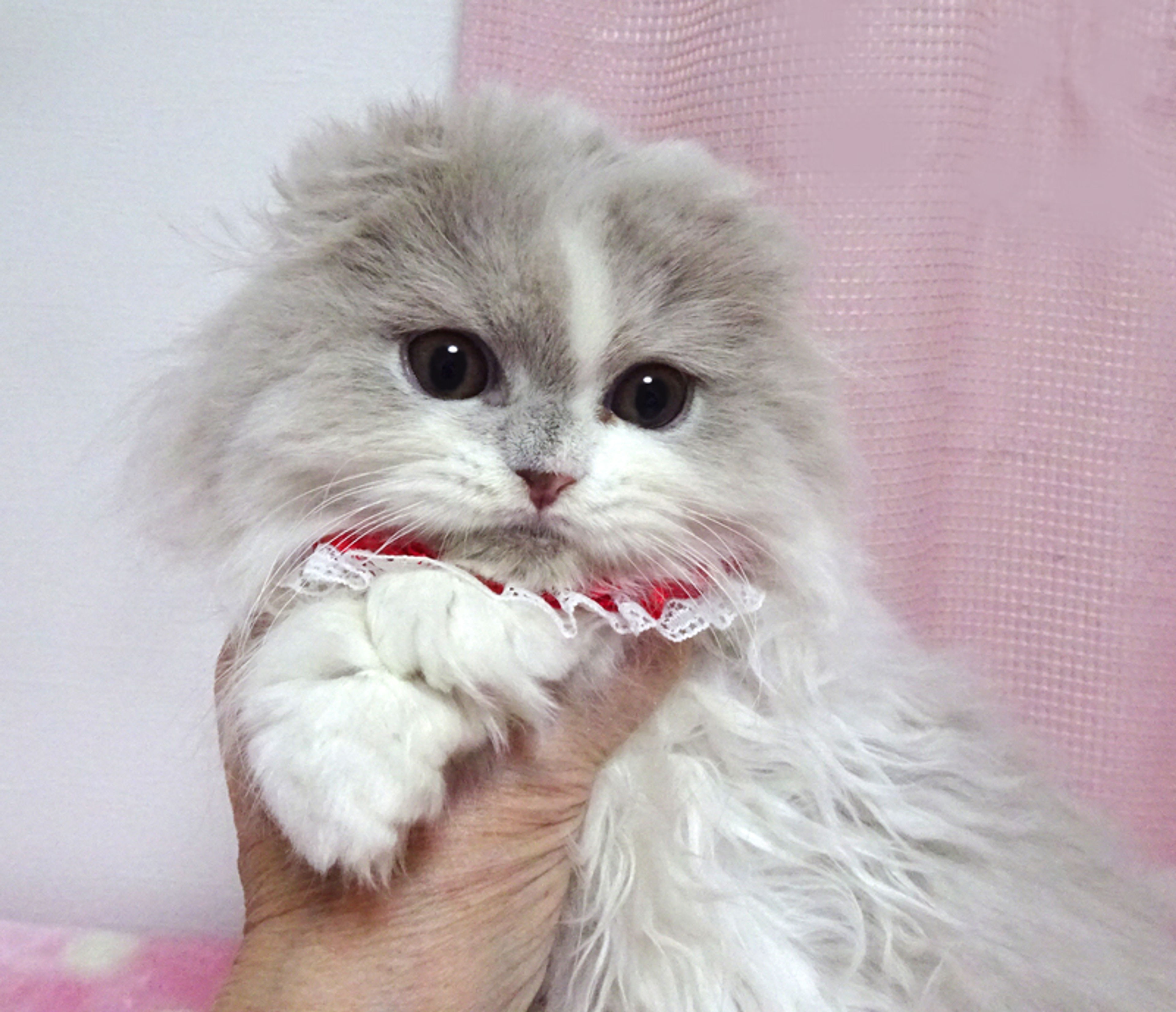 スコティッシュフォールド ・ロングヘア・メスの里親募集の写真