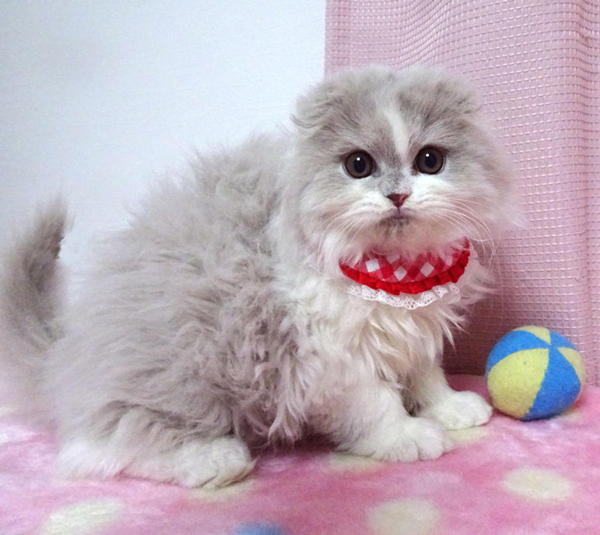 pet-image-4