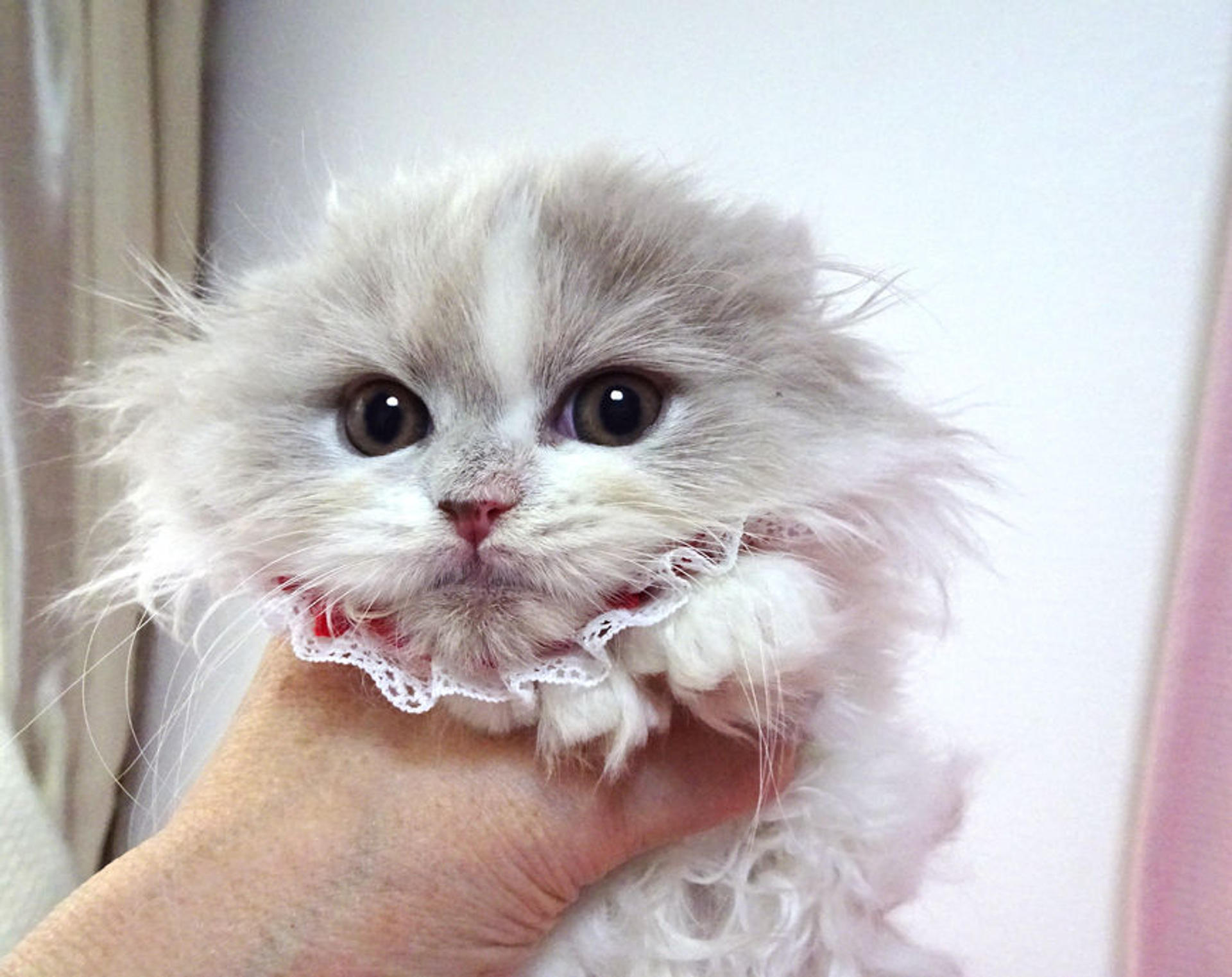 pet-image-5