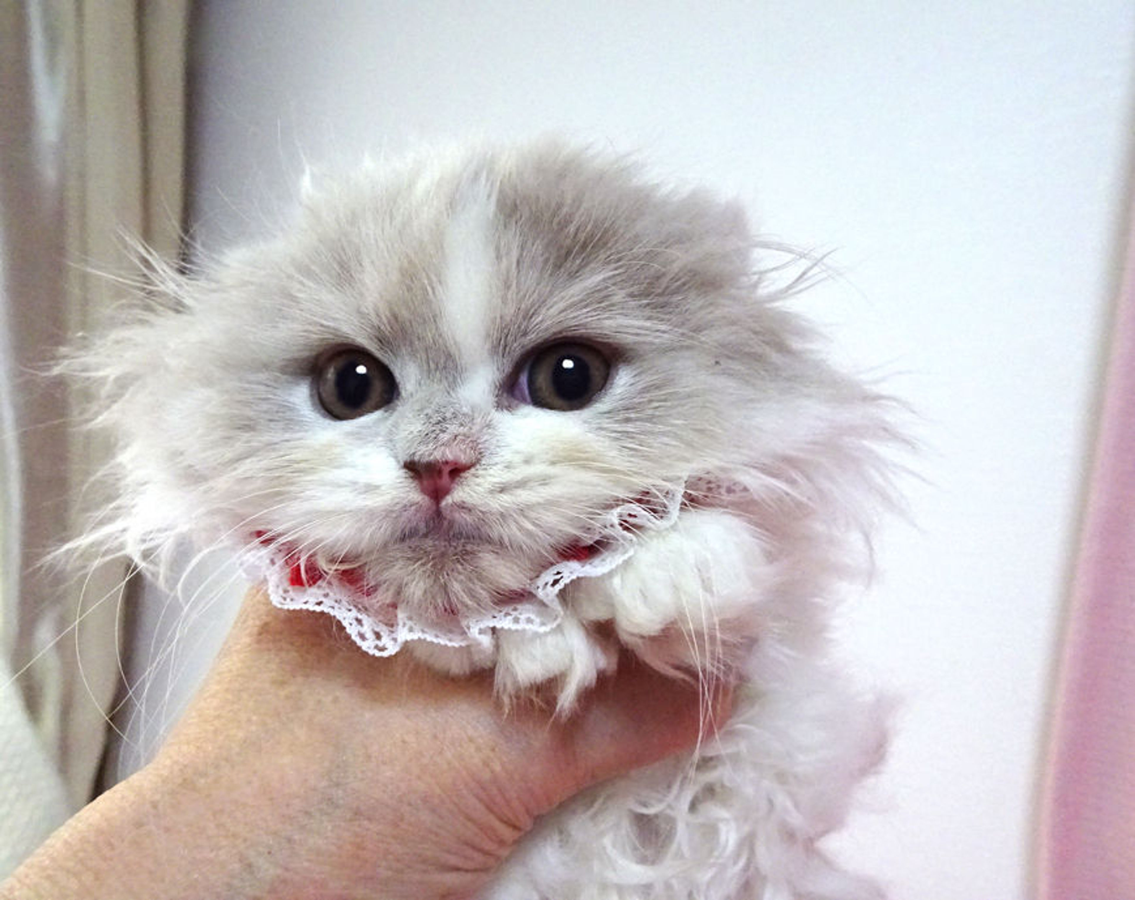 pet-image-5