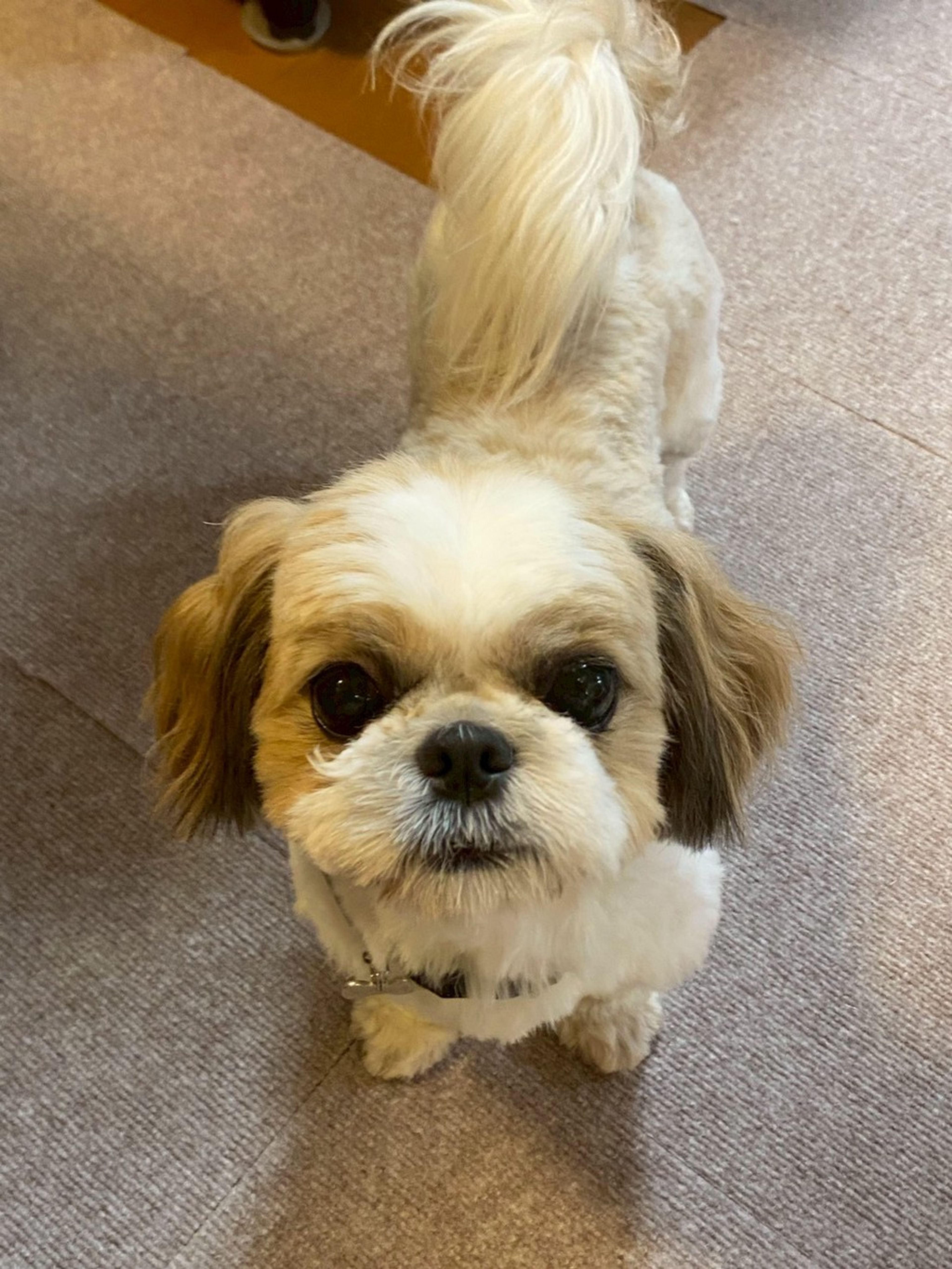 シーズー・メスの里親募集の写真