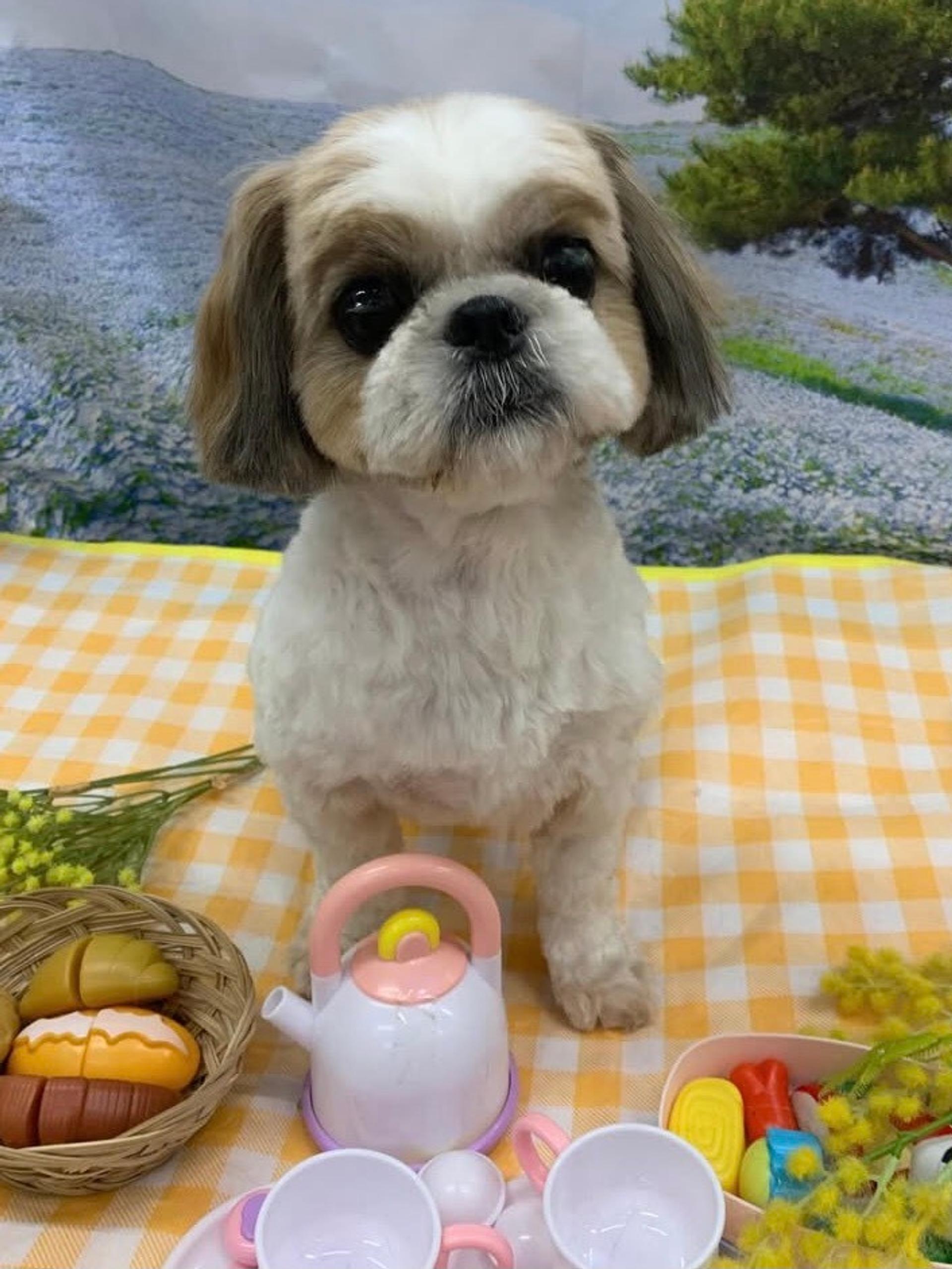 pet-image-3