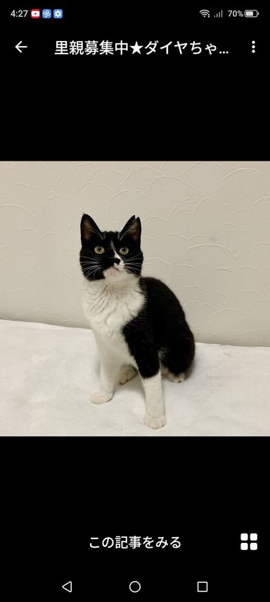 雑種（ミックス猫）・メスの里親募集の写真