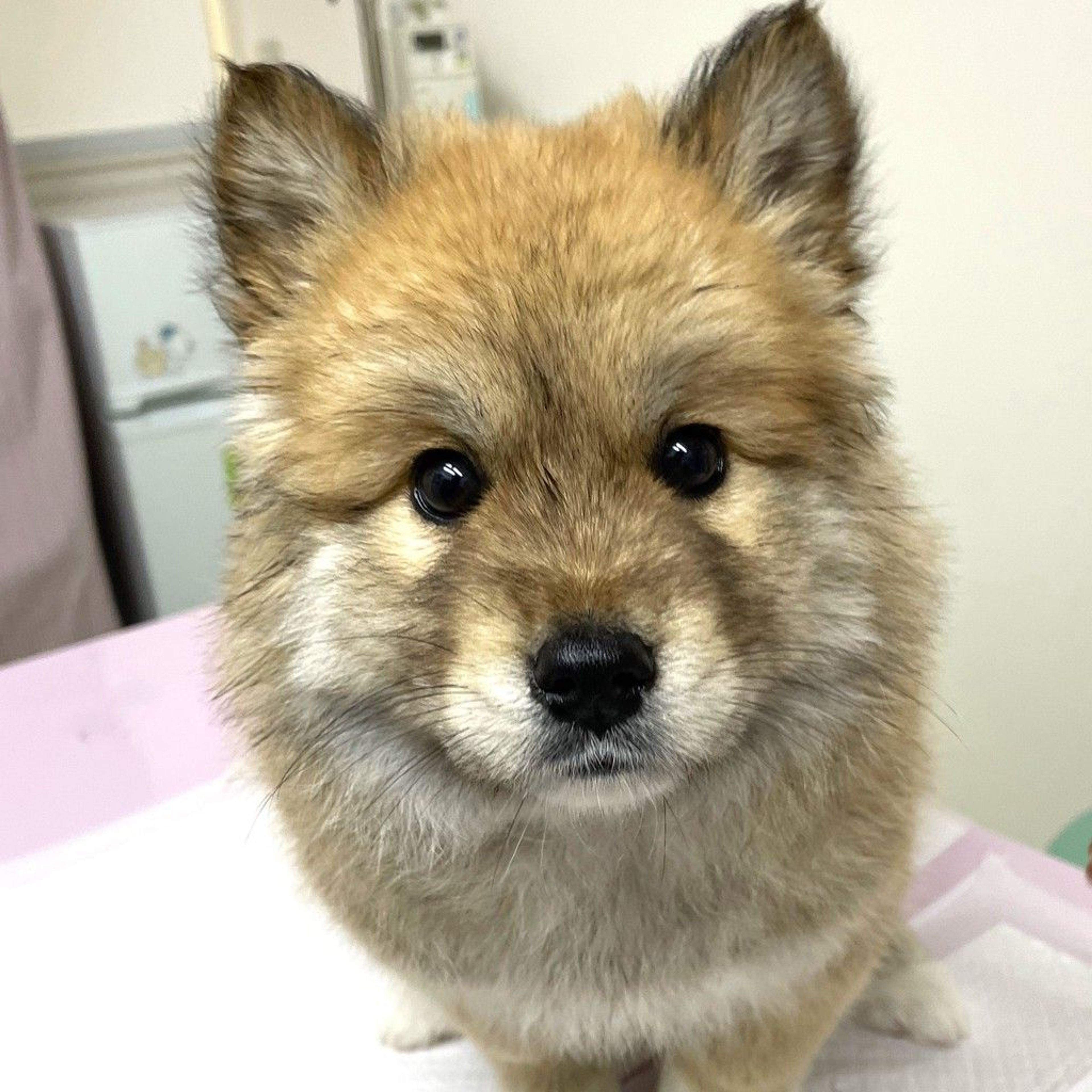 雑種（ミックス犬）・メスの里親募集の写真