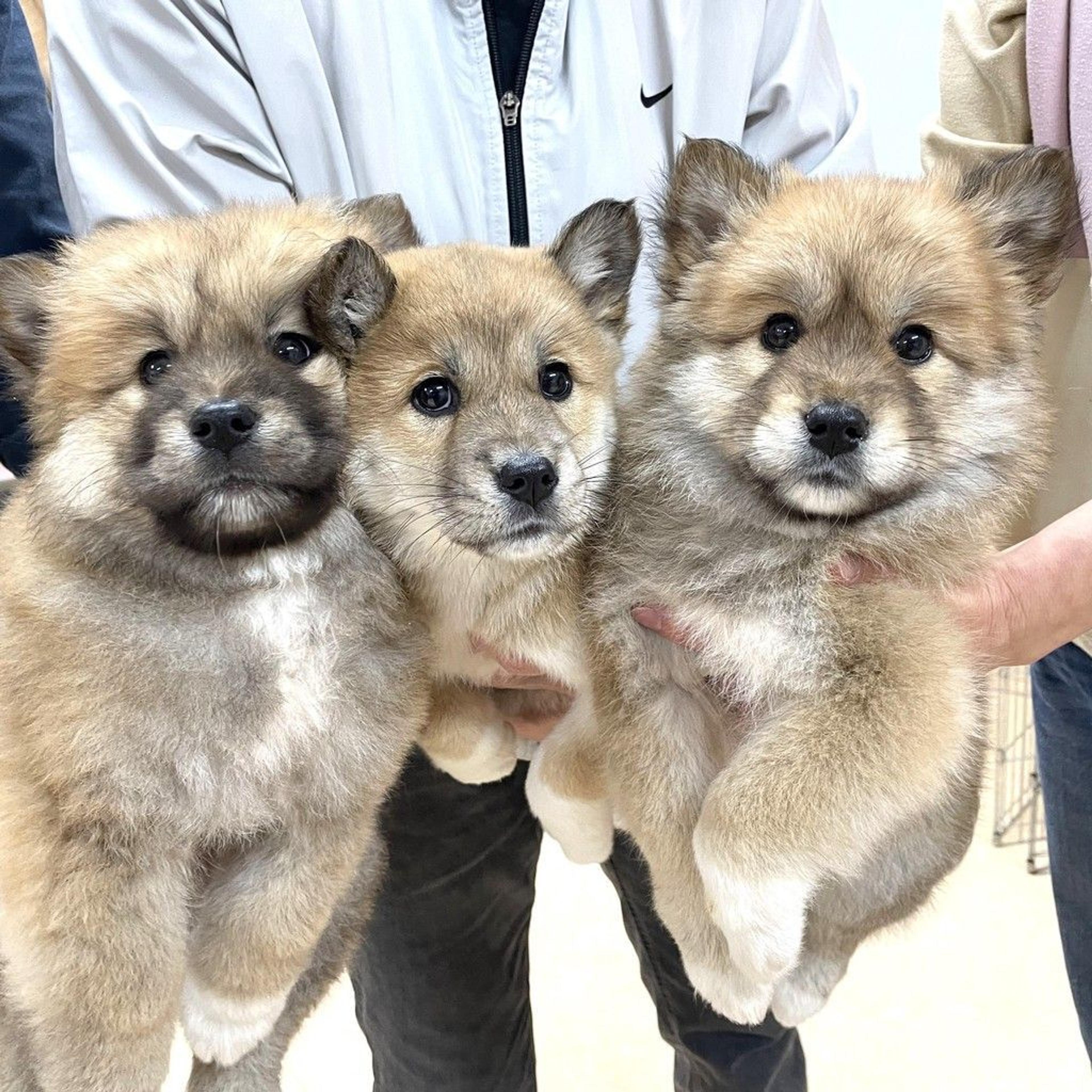 pet-image-4