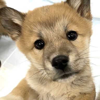 雑種（ミックス犬）・メスの里親募集の写真