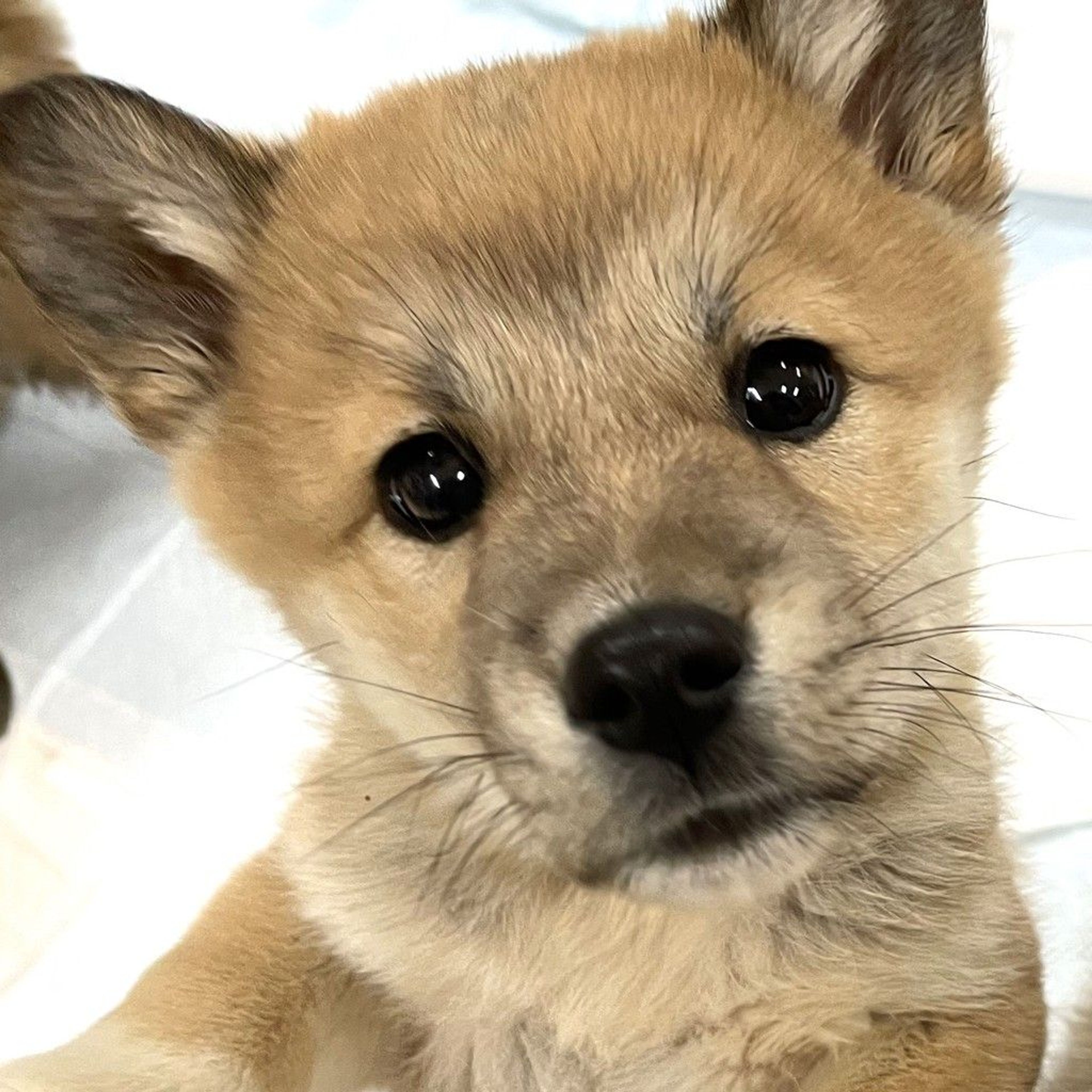 雑種（ミックス犬）・メスの里親募集の写真