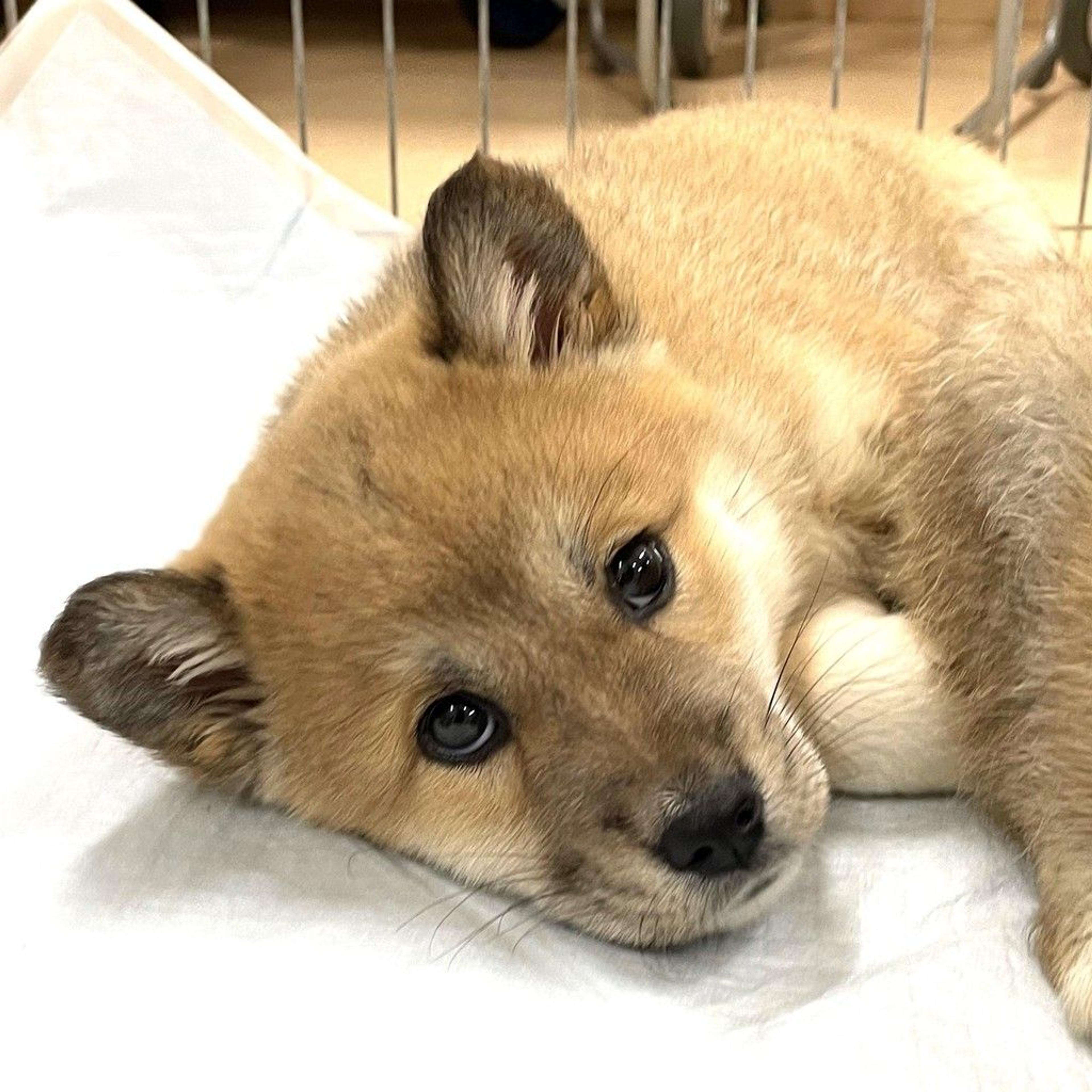 pet-image-2