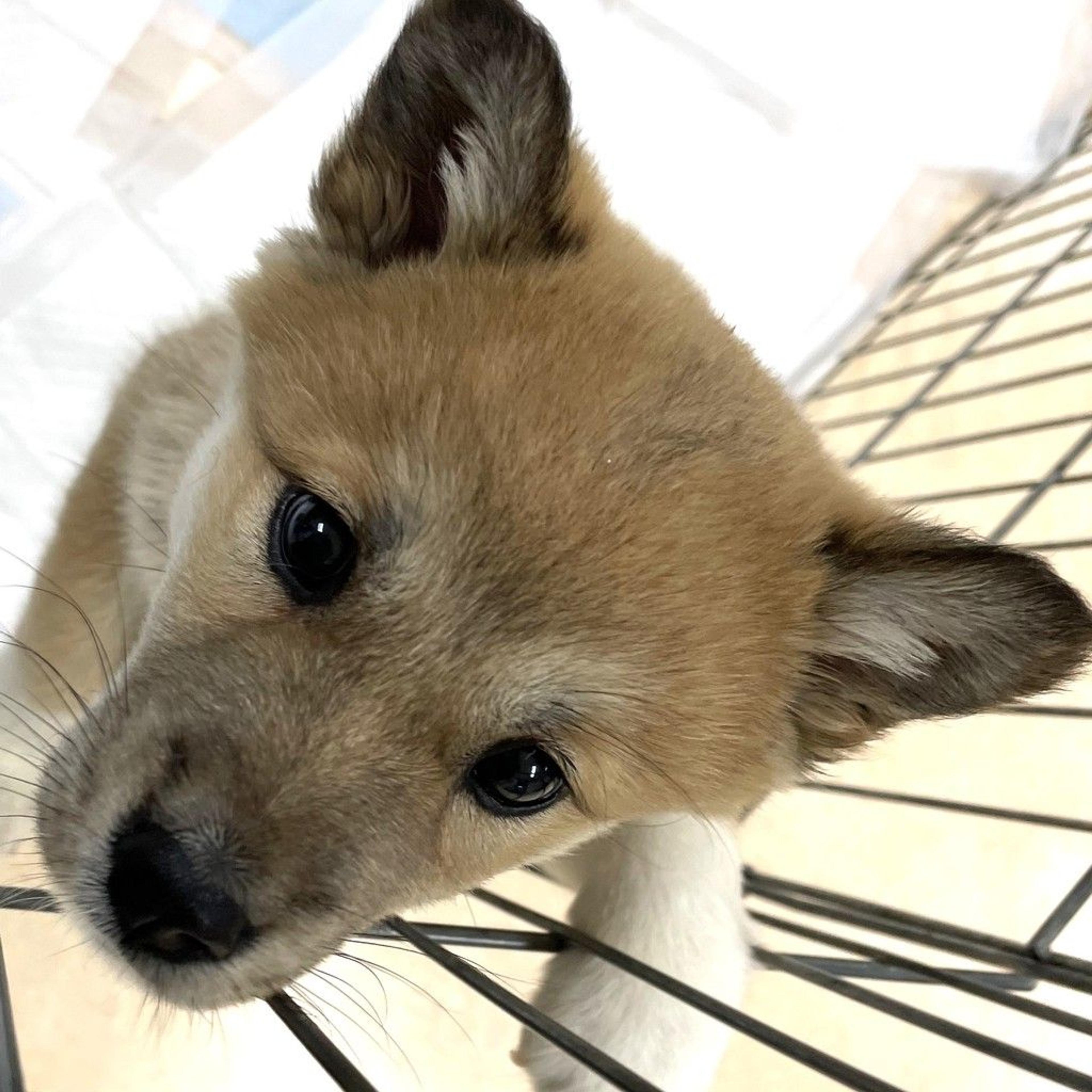 pet-image-3