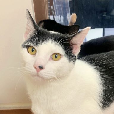 雑種（ミックス猫）・オスの里親募集の写真