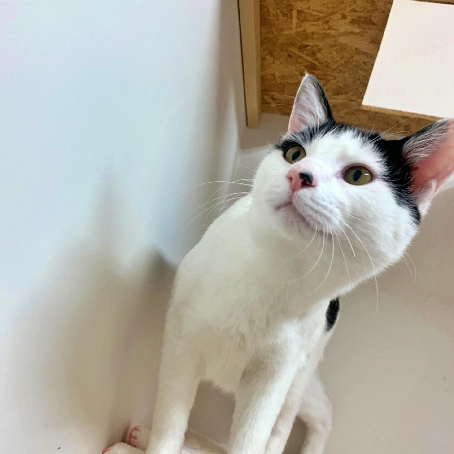 pet-image-3