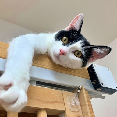 雑種（ミックス猫）・メスの里親募集の写真