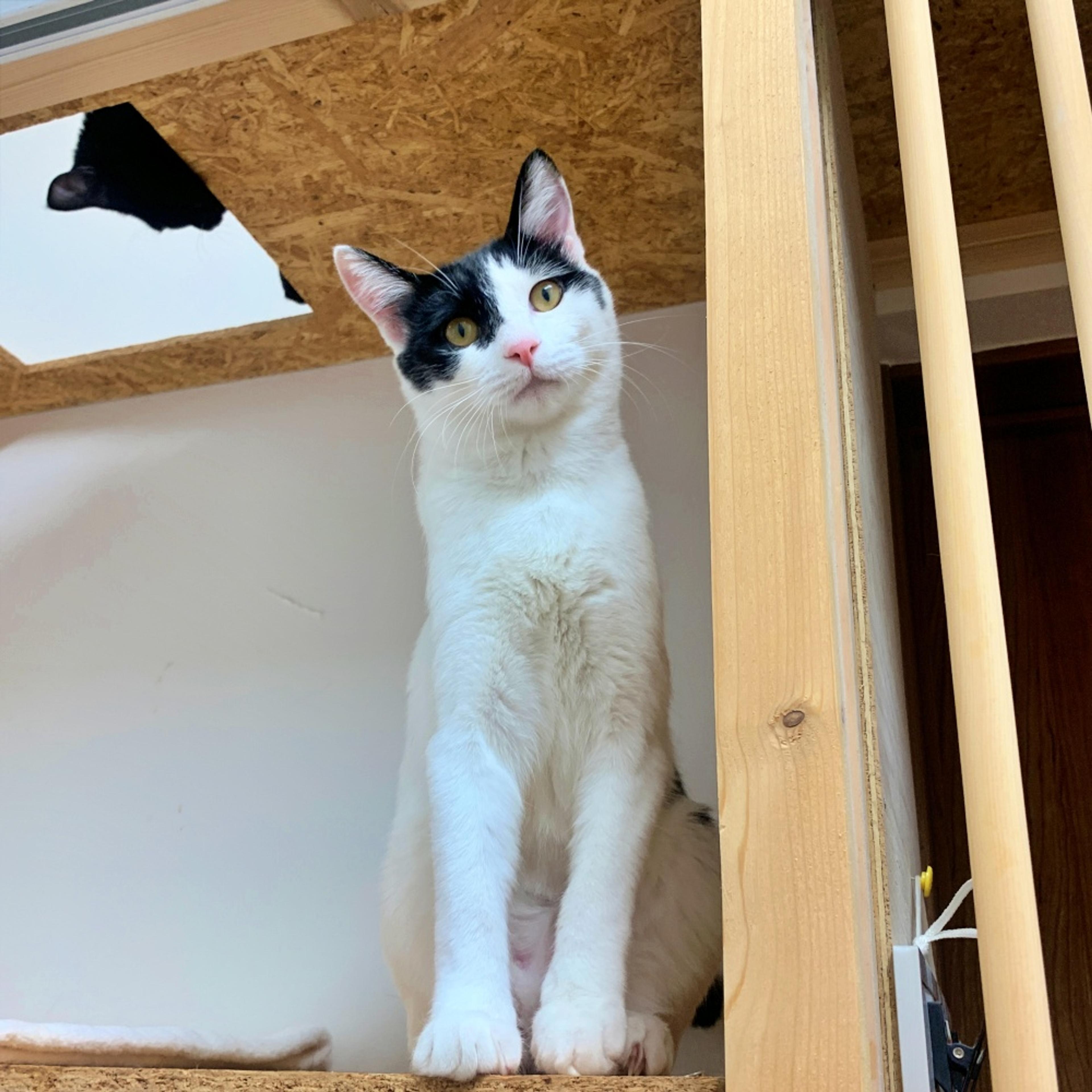 pet-image-3